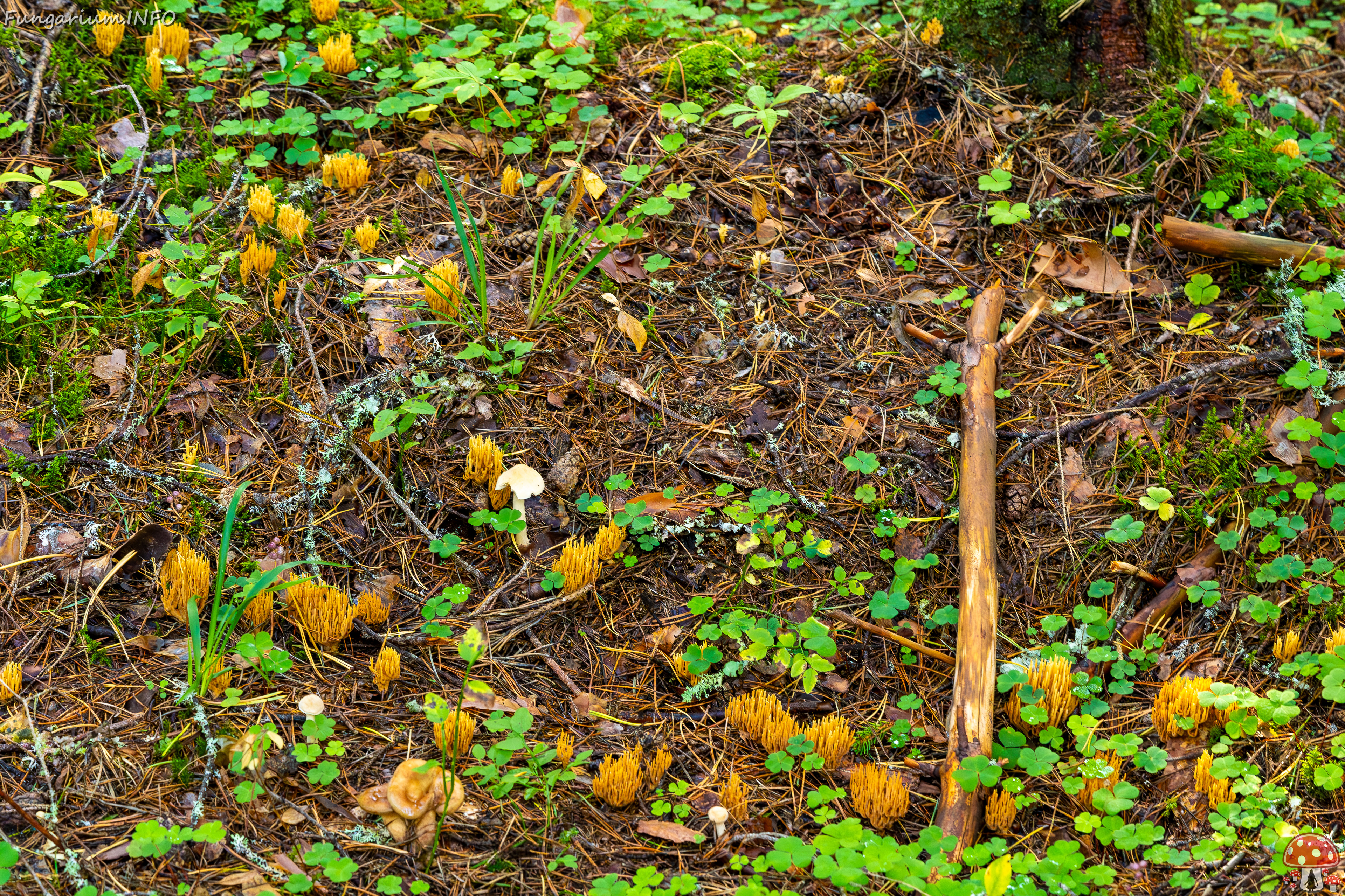 ramaria-eumorpha_2023-09-14_1-2 