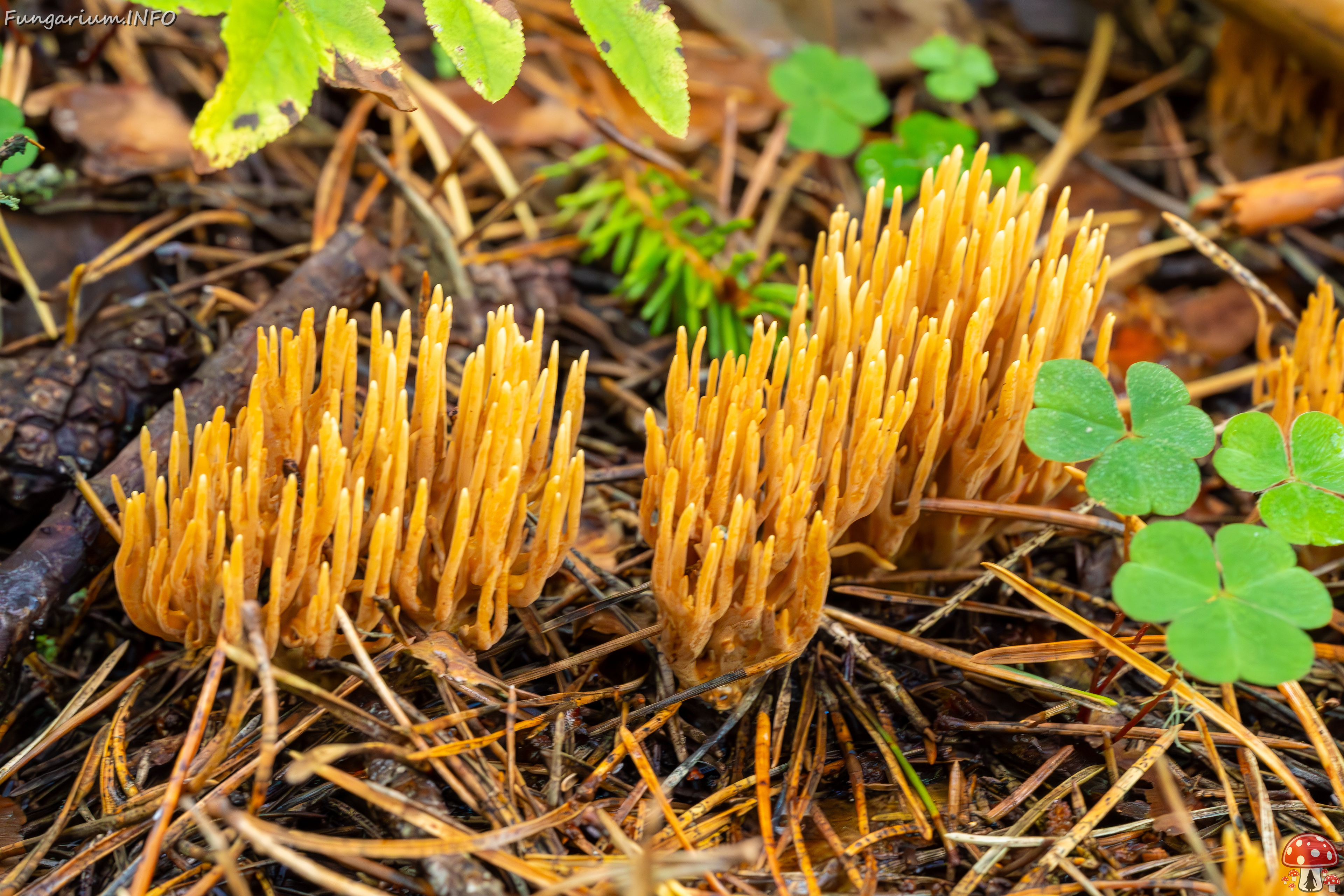 ramaria-eumorpha_2023-09-14_1-20 