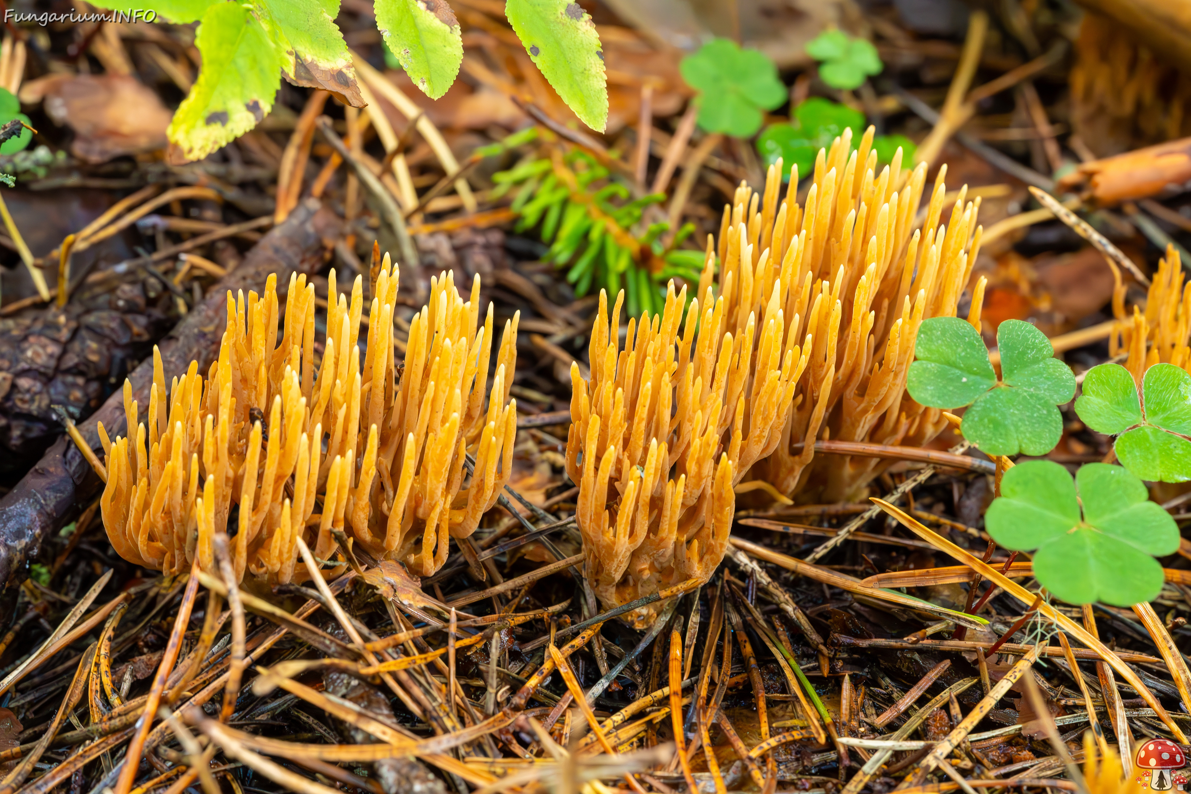 ramaria-eumorpha_2023-09-14_1-21 