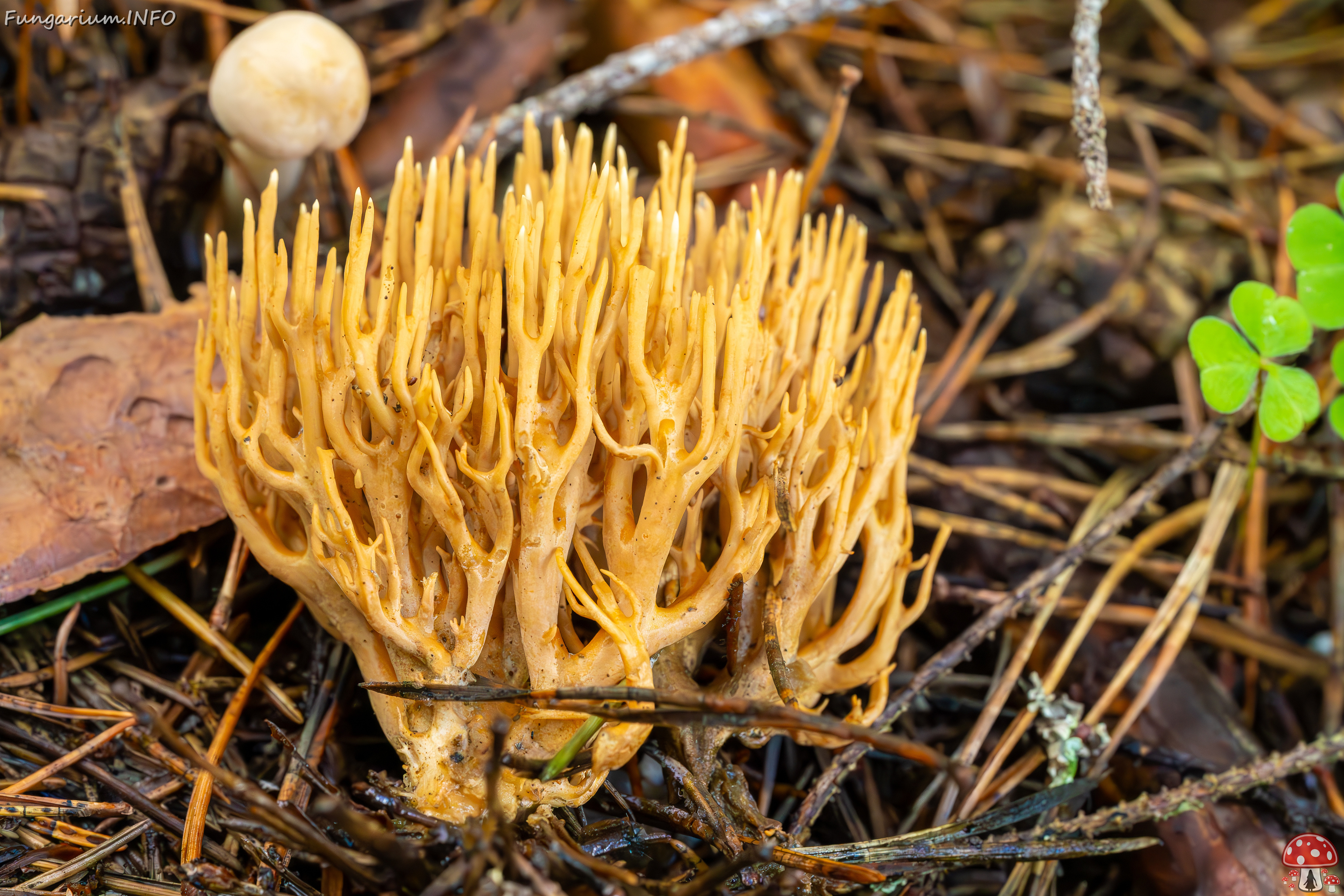 ramaria-eumorpha_2023-09-14_1-22 