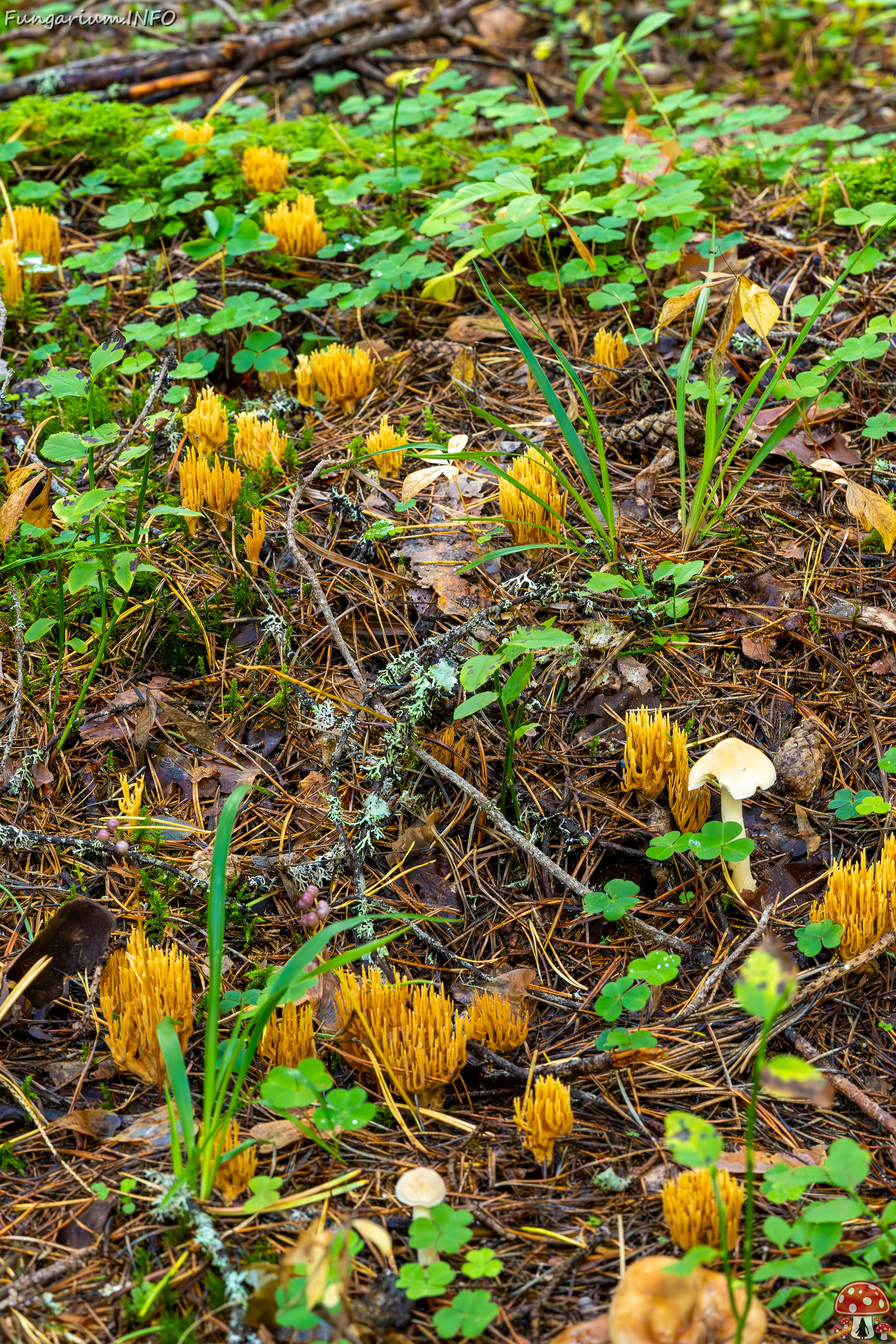 ramaria-eumorpha_2023-09-14_1-4 