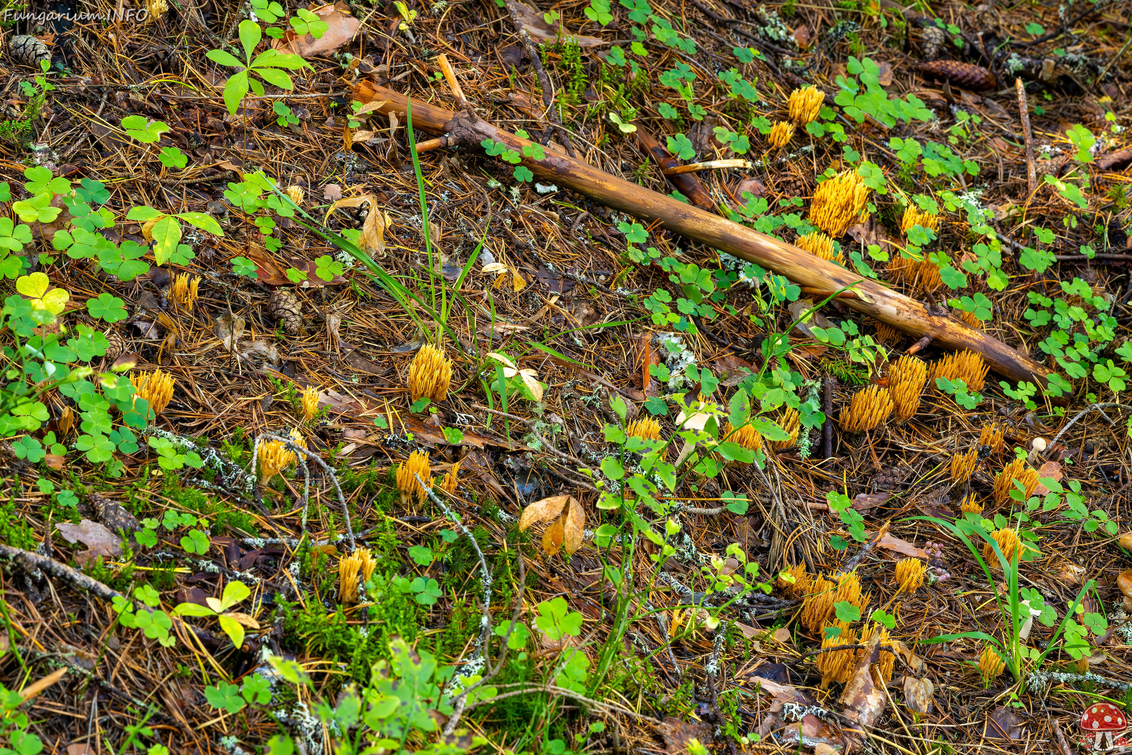 ramaria-eumorpha_2023-09-14_1-8 