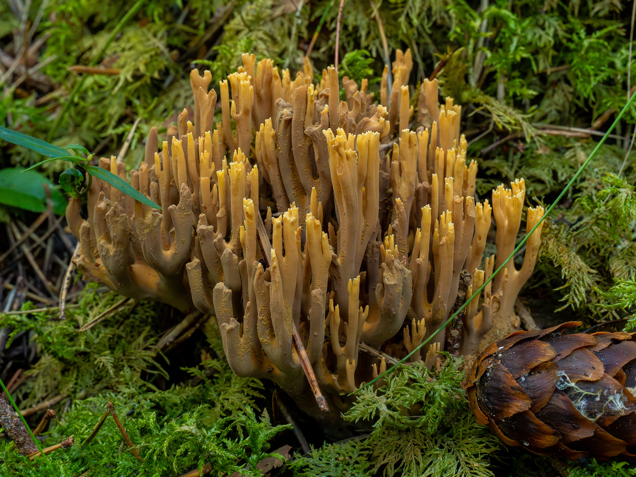 !ramaria-eumorpha_1-8