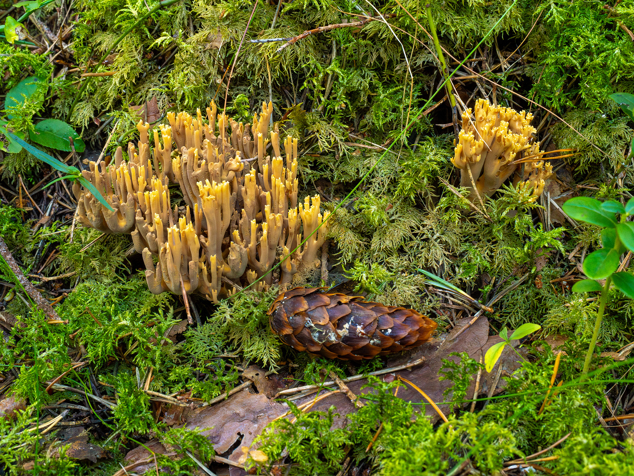 ramaria-eumorpha_1-1