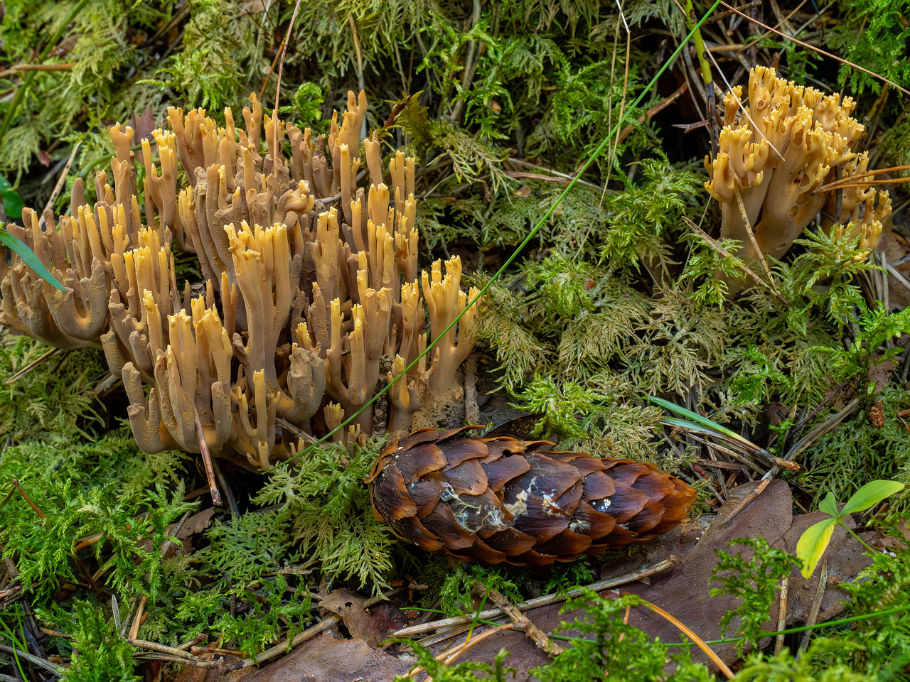 ramaria-eumorpha_1-2