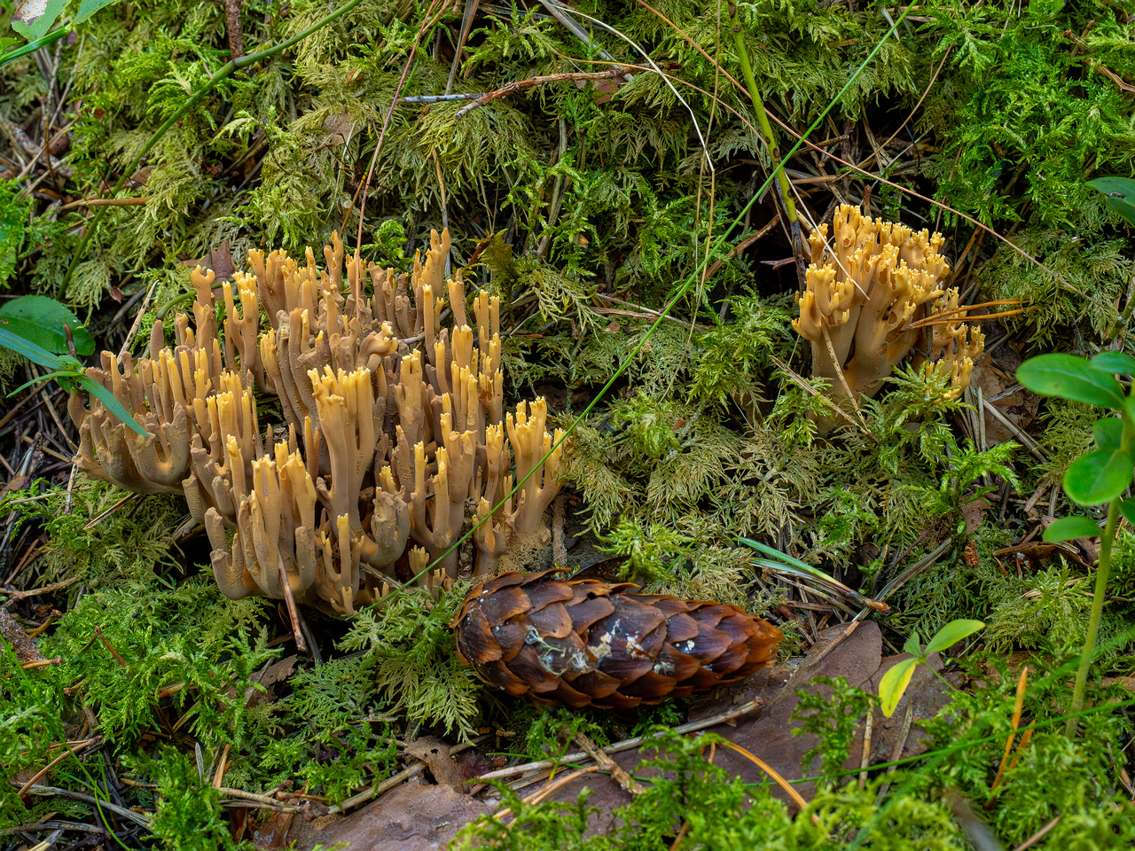 ramaria-eumorpha_1-3