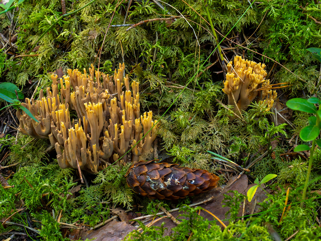 ramaria-eumorpha_1-5