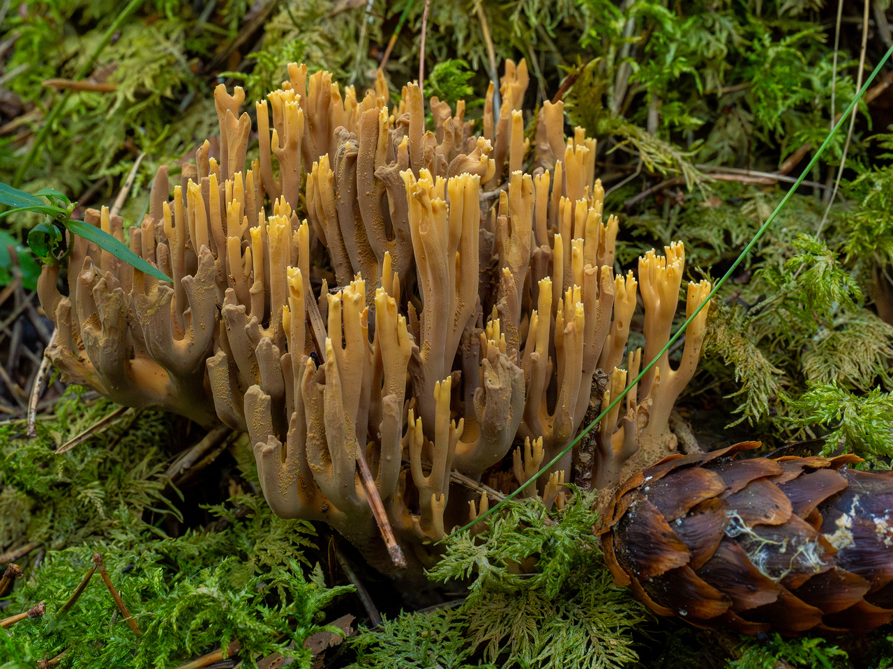 ramaria-eumorpha_1-6