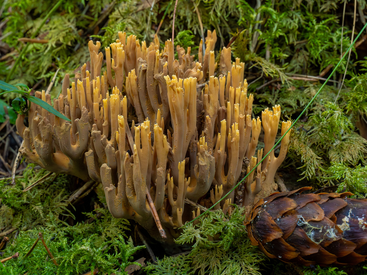 ramaria-eumorpha_1-7