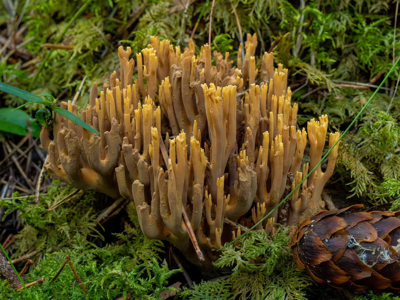 ramaria-eumorpha_1-9