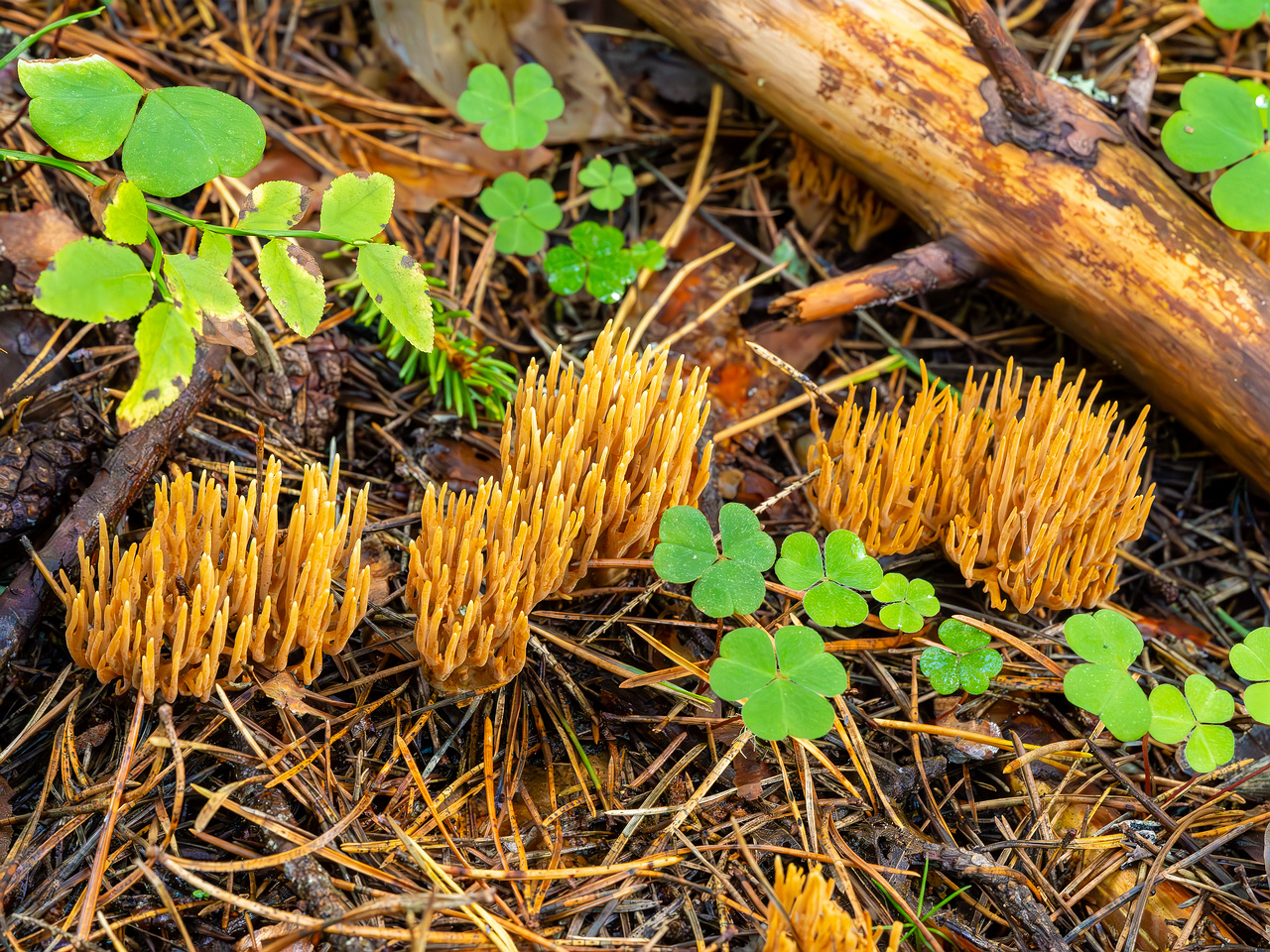 ramaria-eumorpha_2023-09-14_1-10