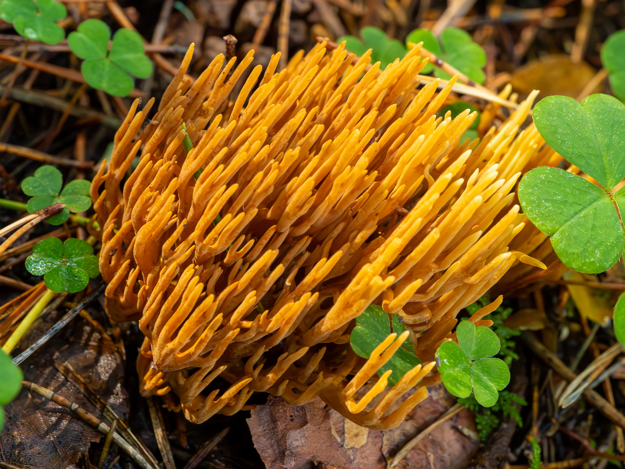 ramaria-eumorpha_2023-09-14_1-11