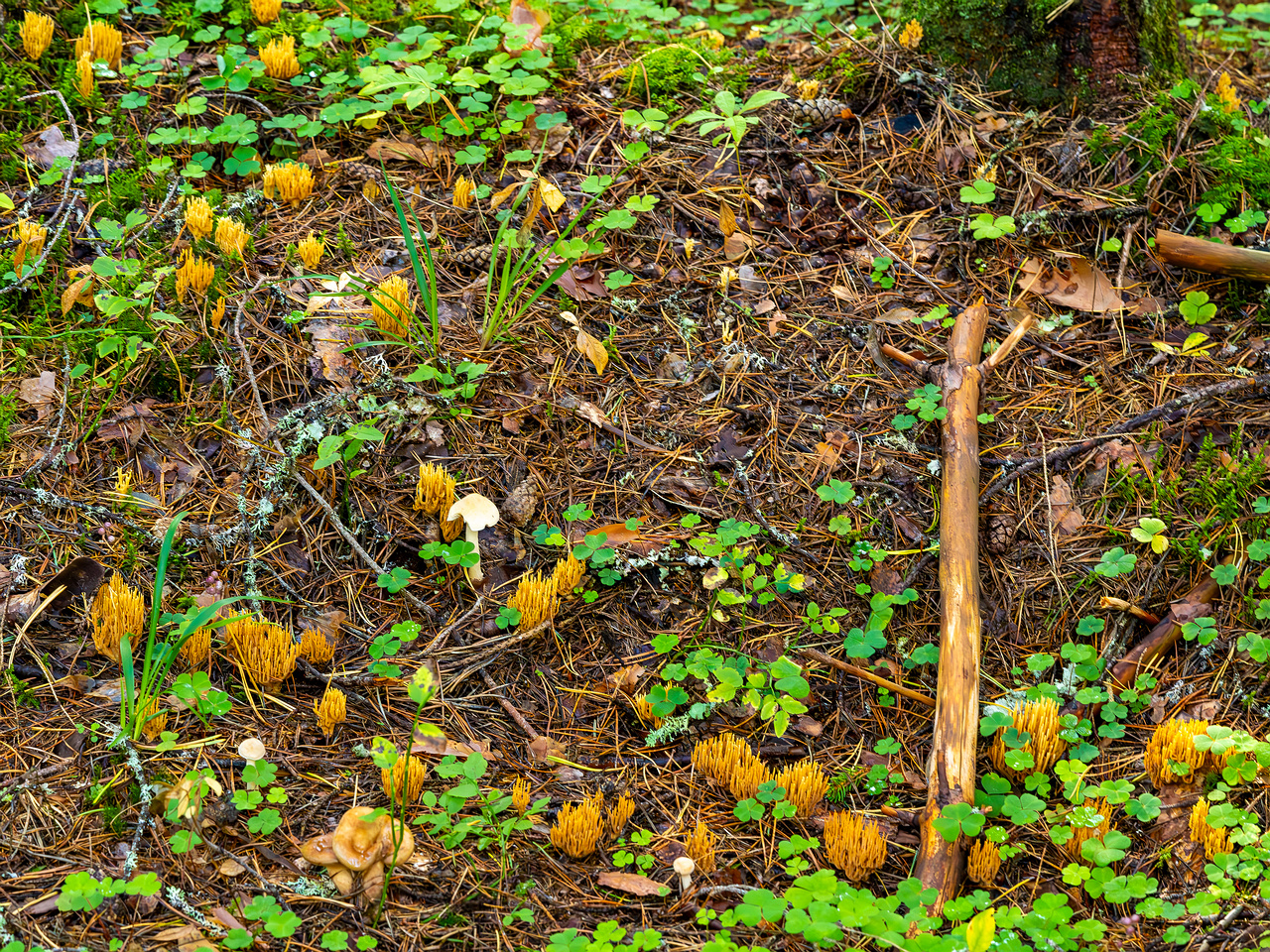 ramaria-eumorpha_2023-09-14_1-2