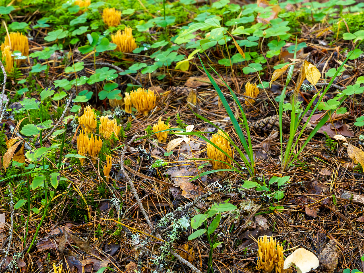 ramaria-eumorpha_2023-09-14_1-3