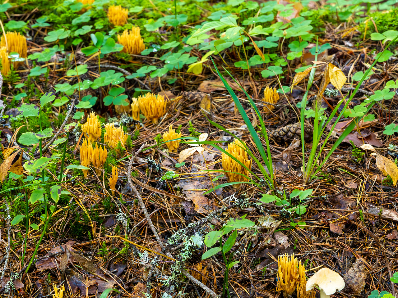 ramaria-eumorpha_2023-09-14_1-4