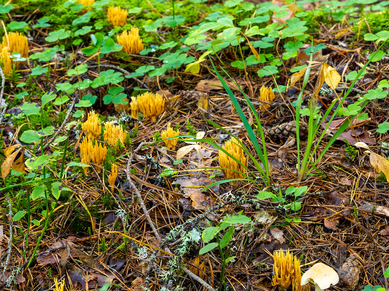 ramaria-eumorpha_2023-09-14_1-5