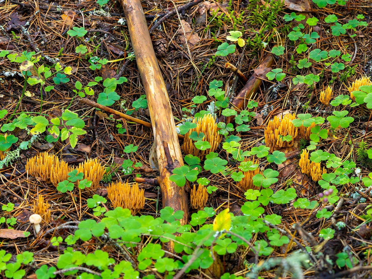 ramaria-eumorpha_2023-09-14_1-6