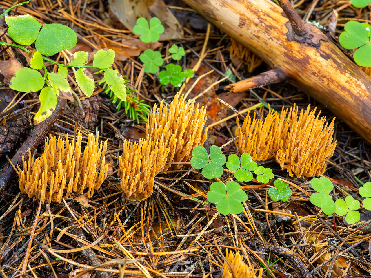 ramaria-eumorpha_2023-09-14_1-9