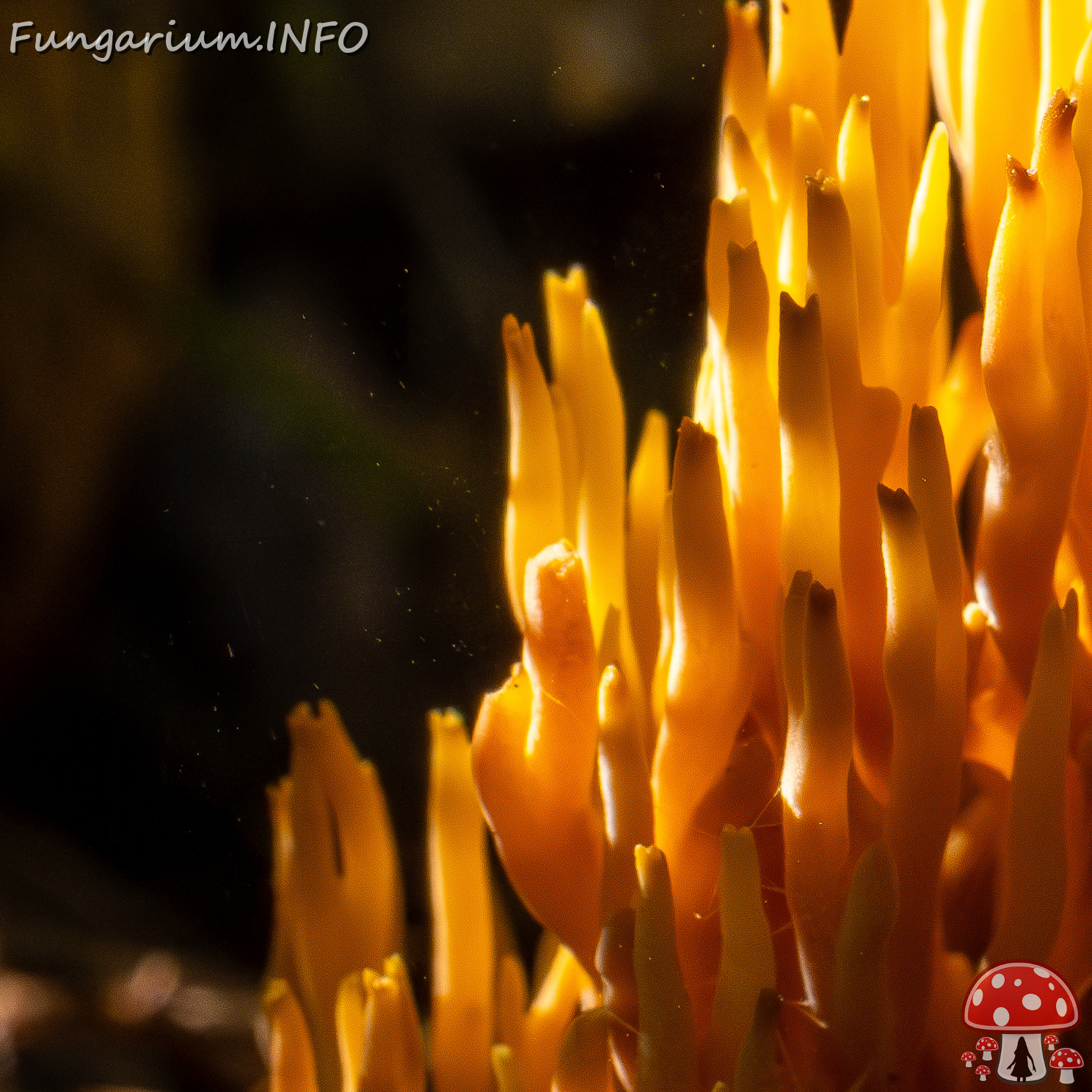 ramaria-stricta_1-19 