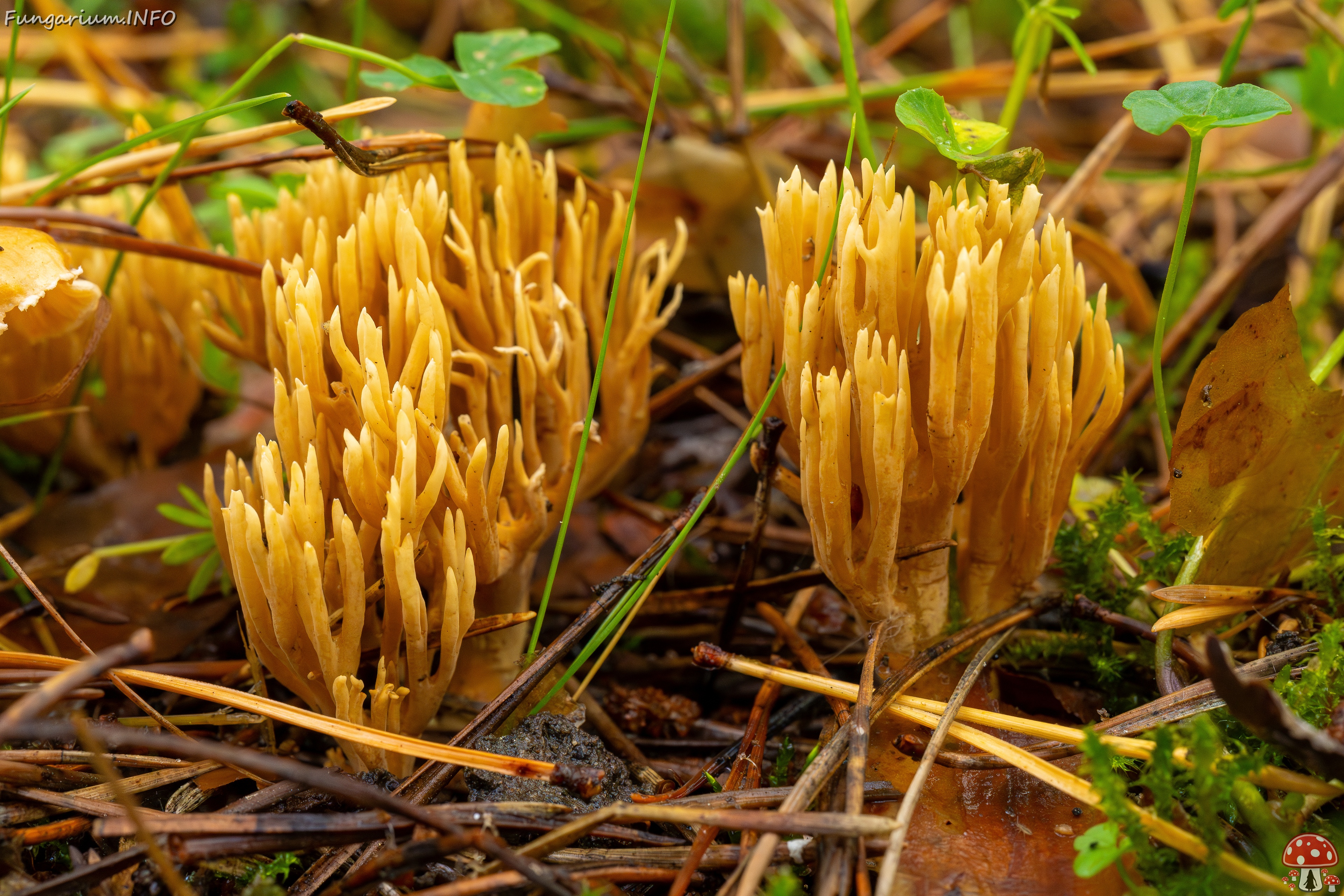 !phaeoclavulina-eumorpha_1-10 