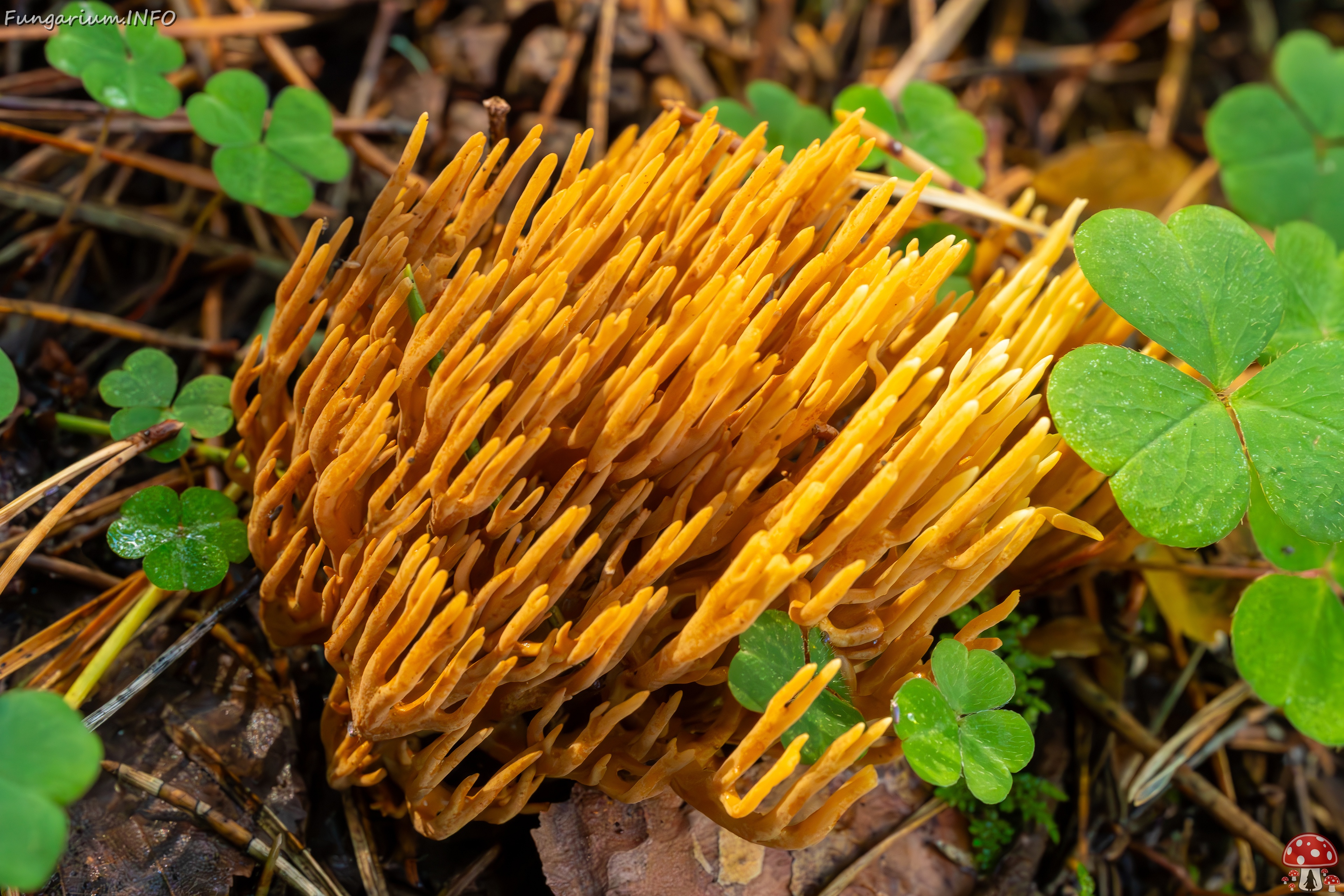 phaeoclavulina-eumorpha_2023-09-14_1-12 