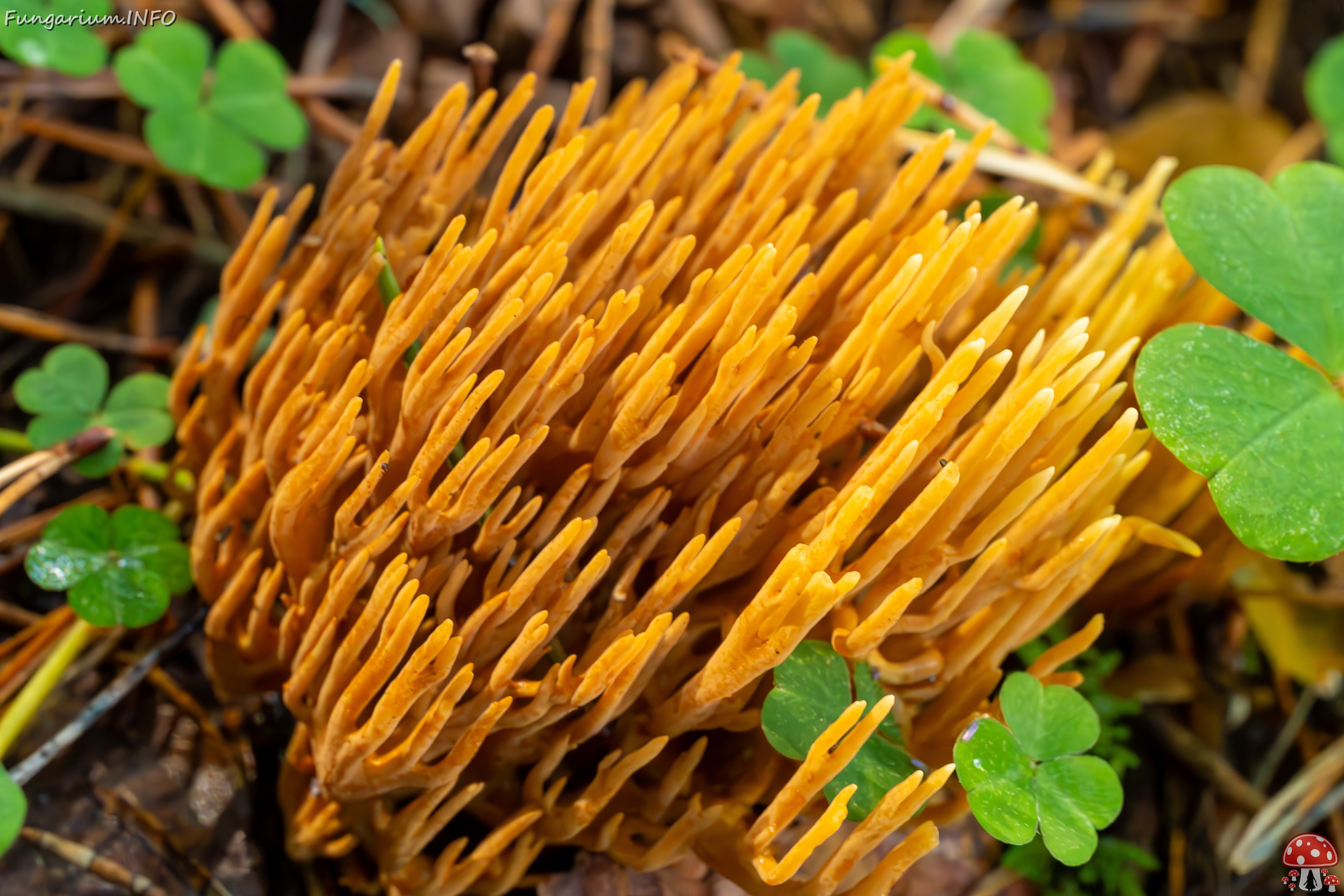 phaeoclavulina-eumorpha_2023-09-14_1-13 
