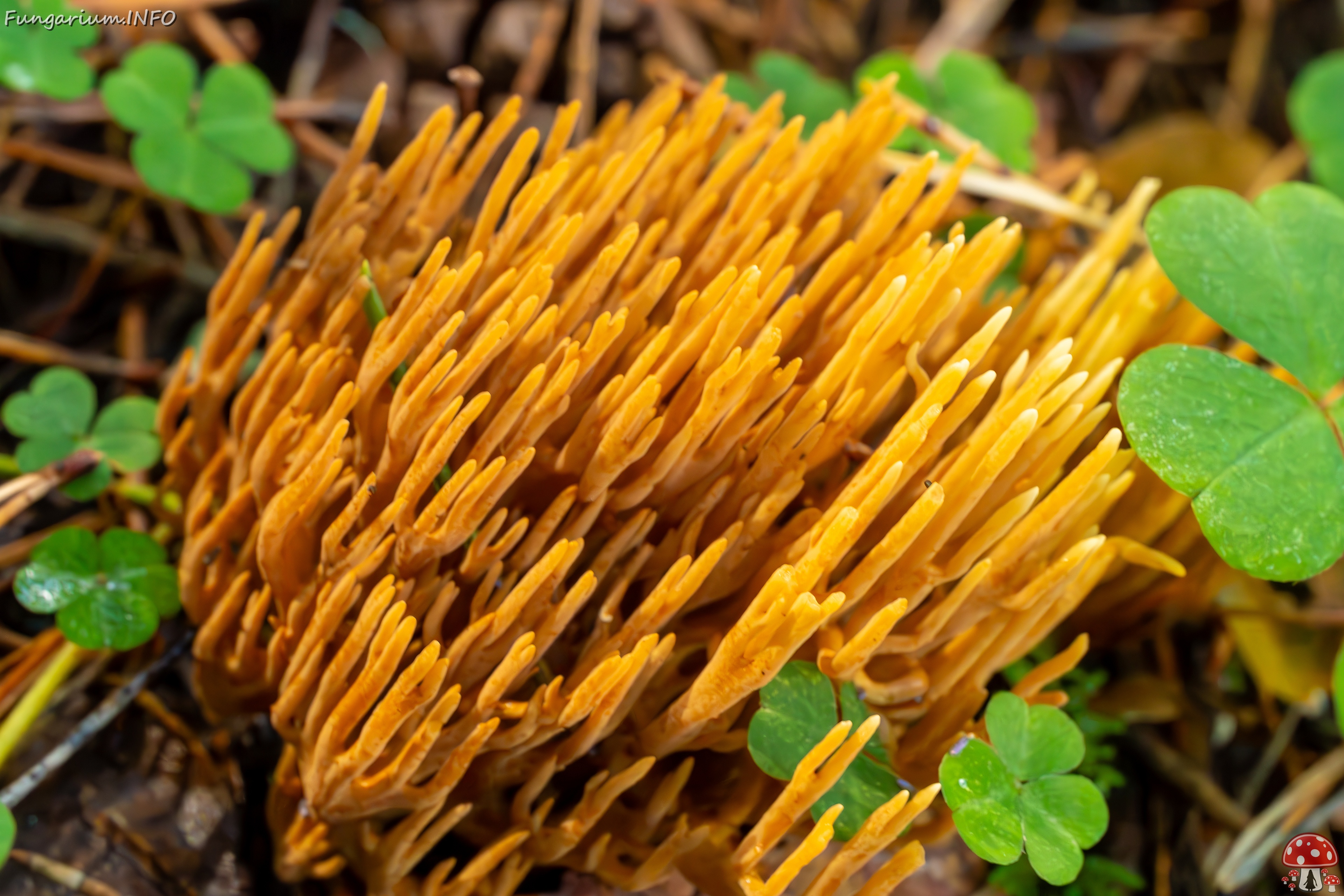 phaeoclavulina-eumorpha_2023-09-14_1-14 