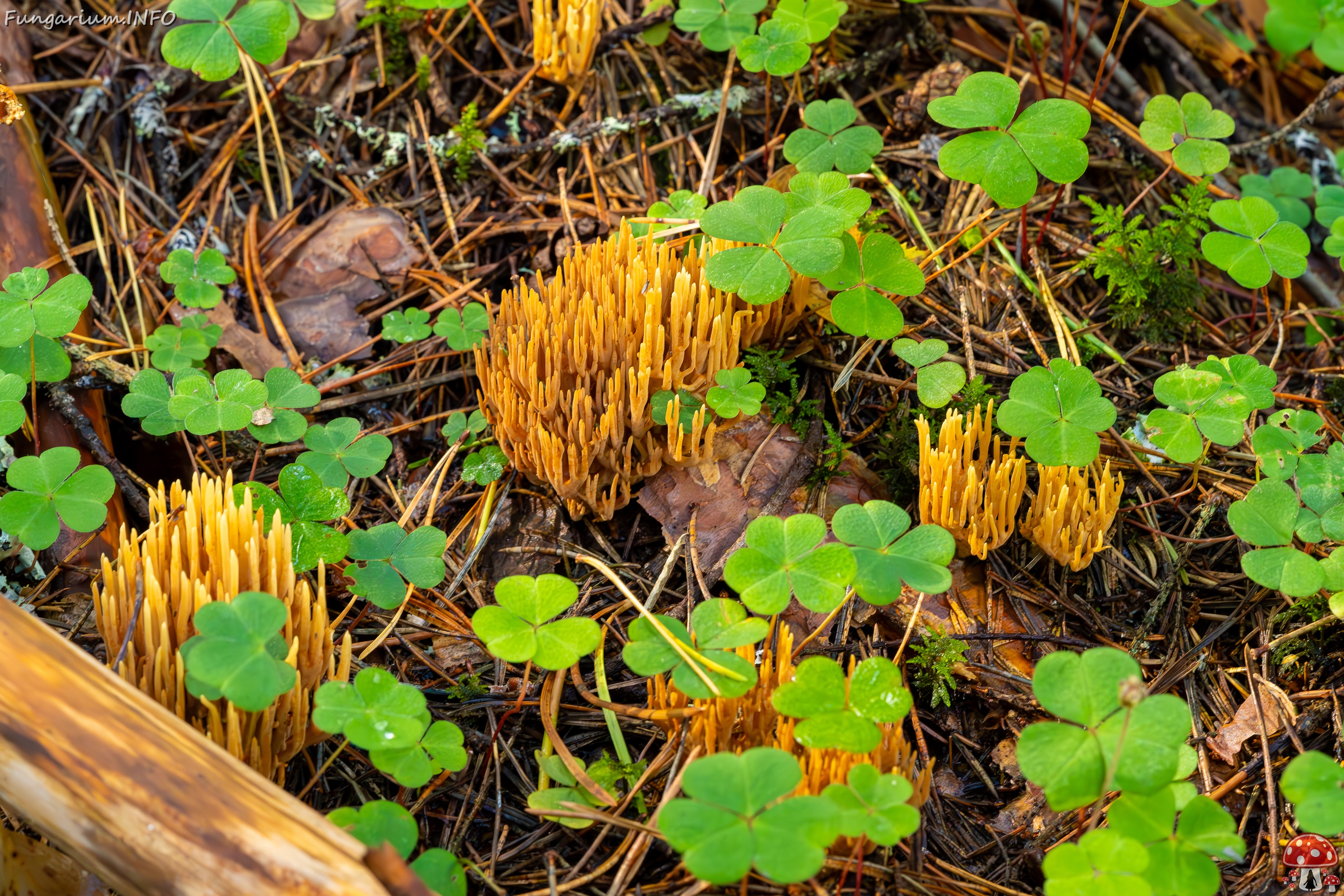 phaeoclavulina-eumorpha_2023-09-14_1-16 