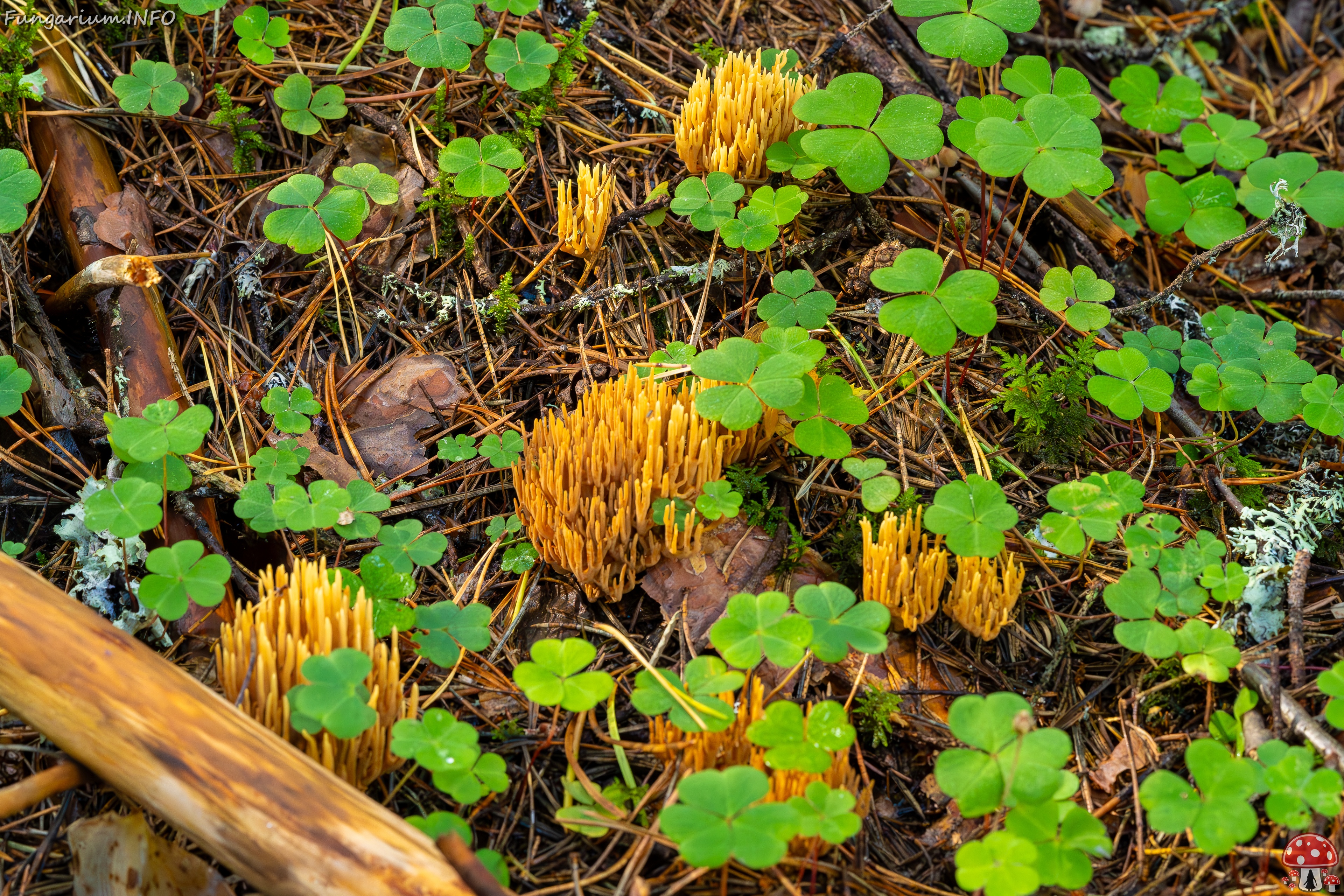 phaeoclavulina-eumorpha_2023-09-14_1-18 