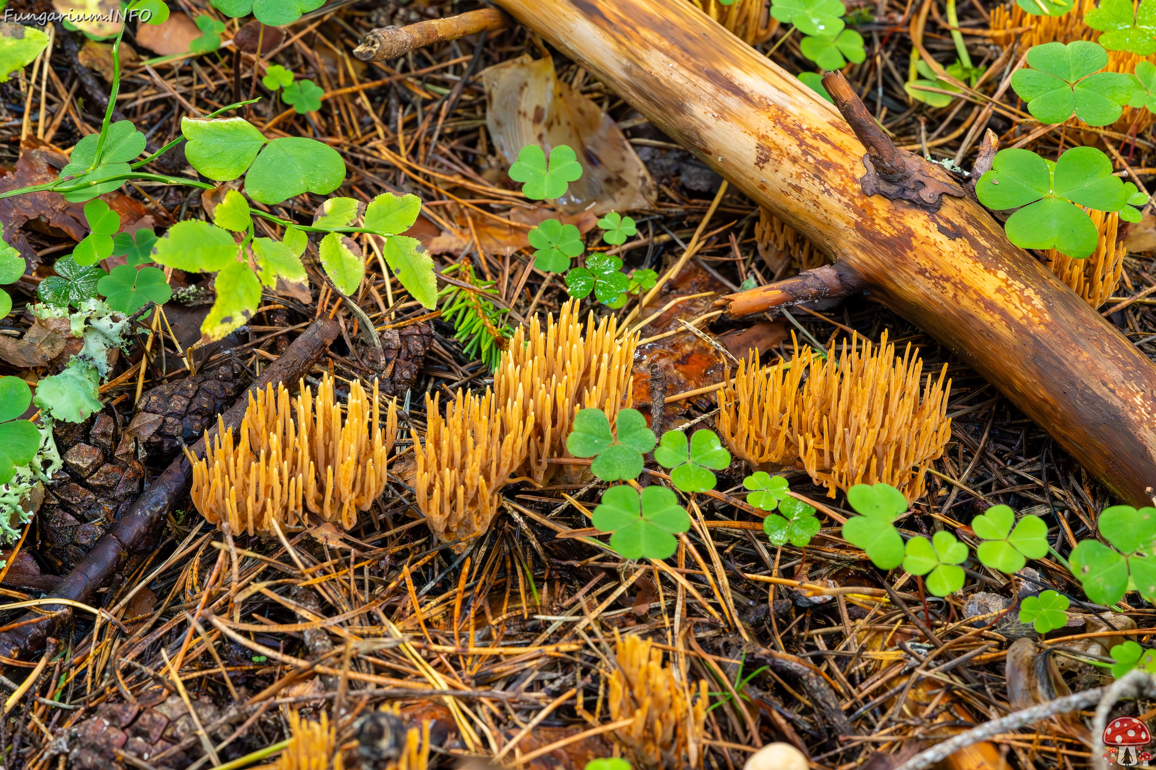 phaeoclavulina-eumorpha_2023-09-14_1-19 