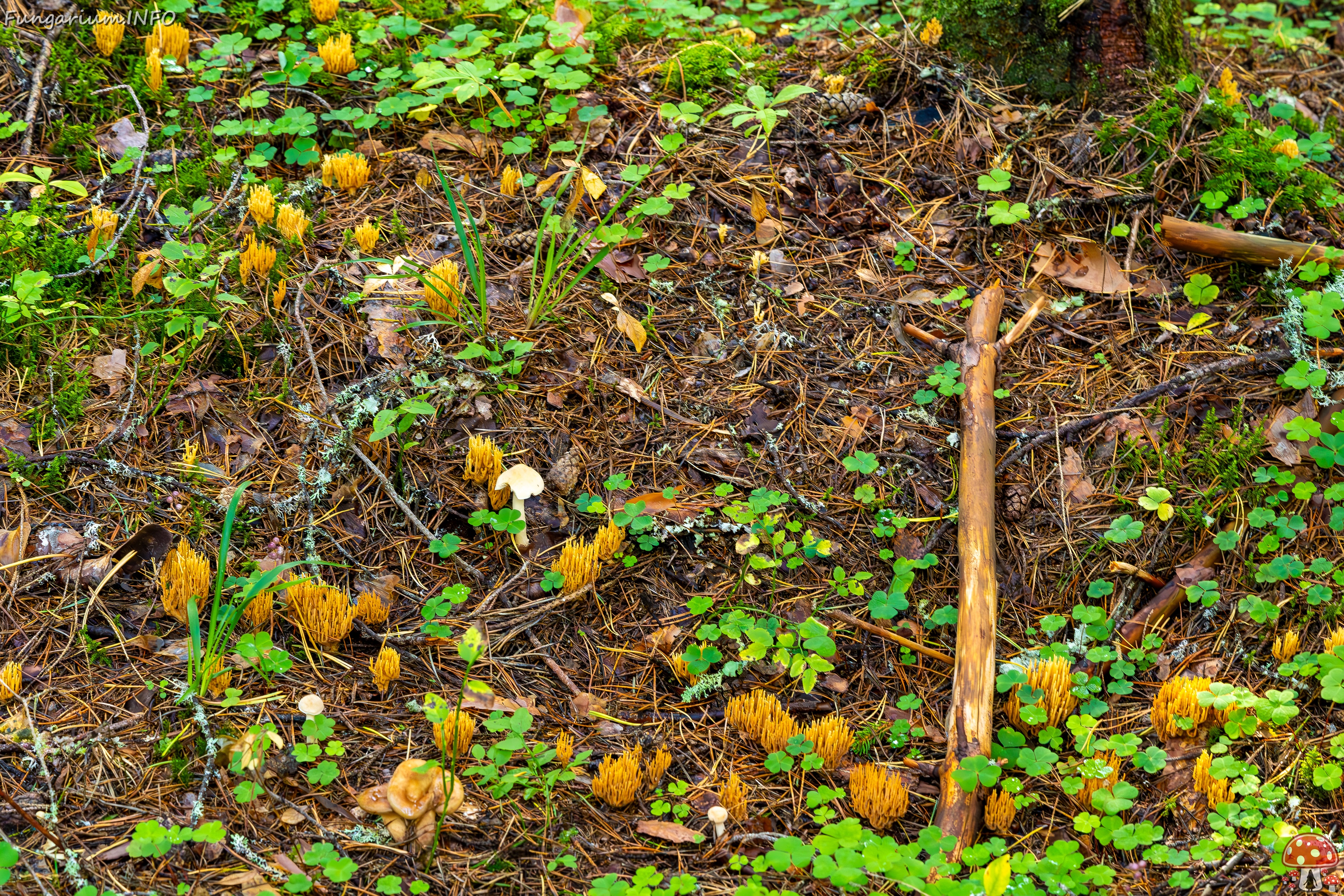 phaeoclavulina-eumorpha_2023-09-14_1-2 