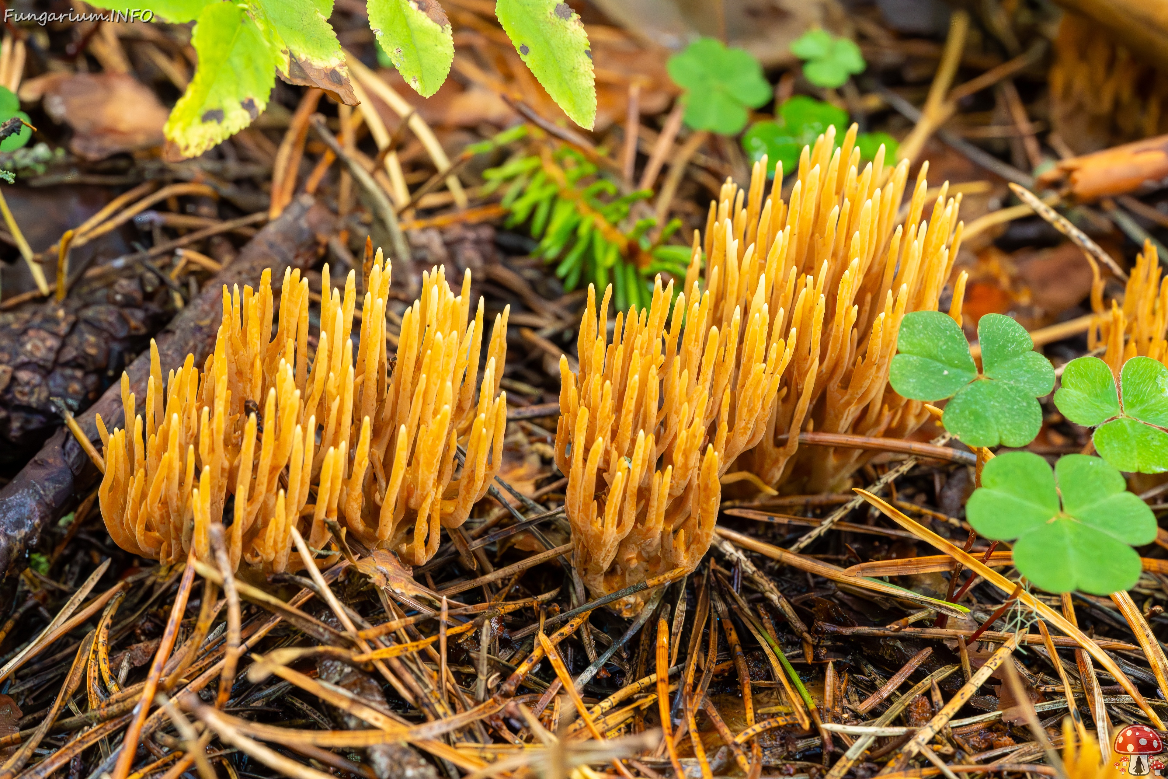 phaeoclavulina-eumorpha_2023-09-14_1-21 
