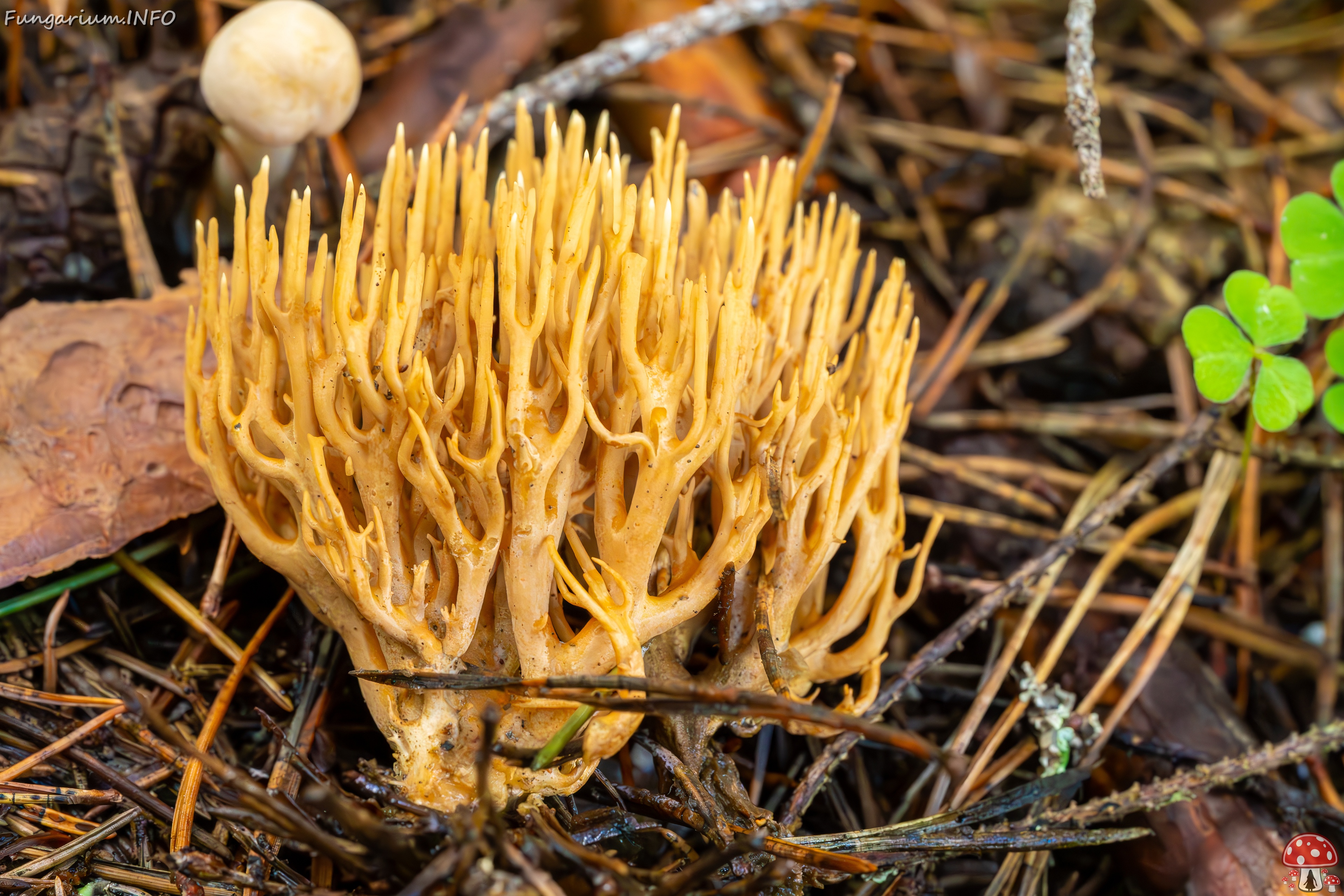 phaeoclavulina-eumorpha_2023-09-14_1-23 