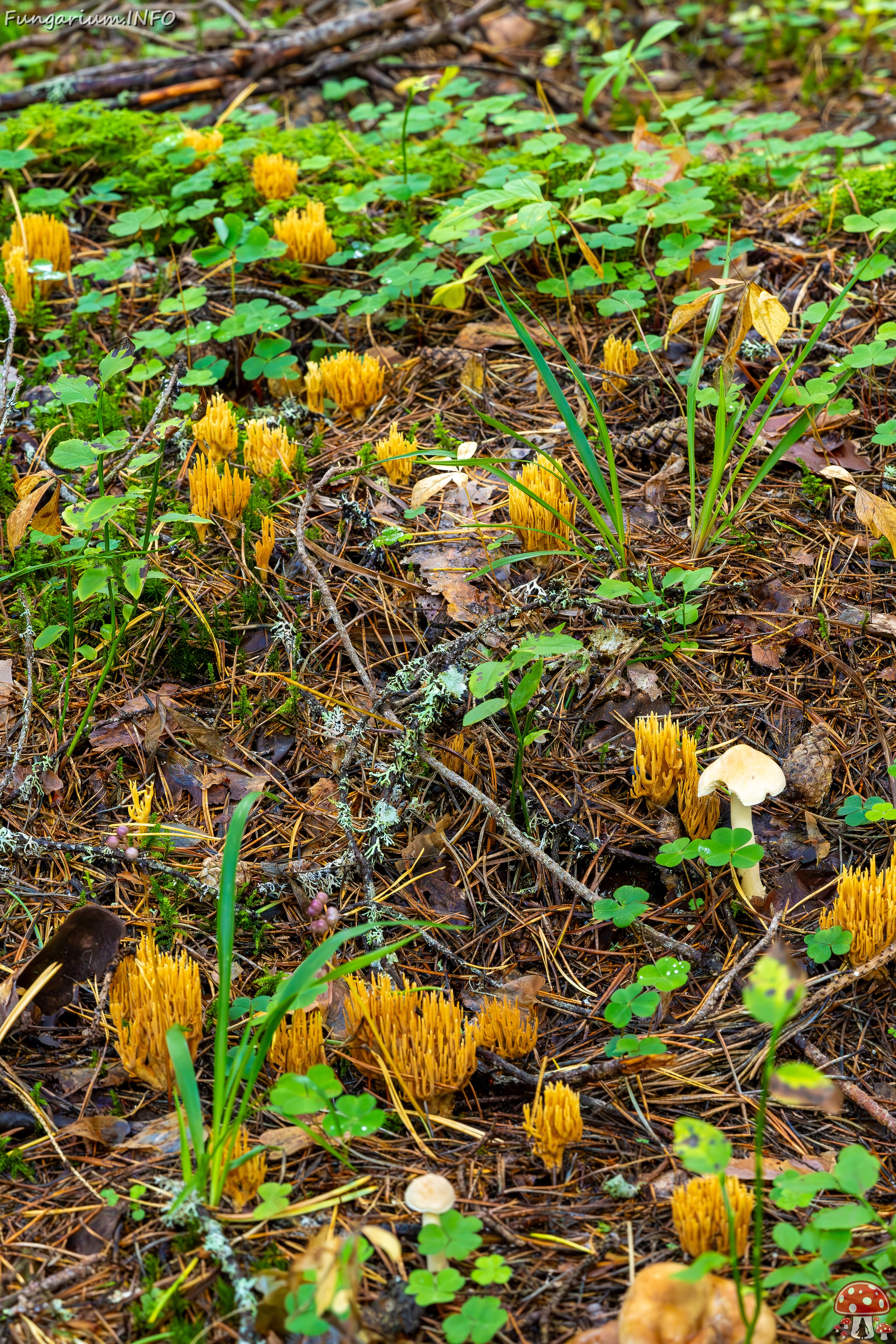 phaeoclavulina-eumorpha_2023-09-14_1-3 