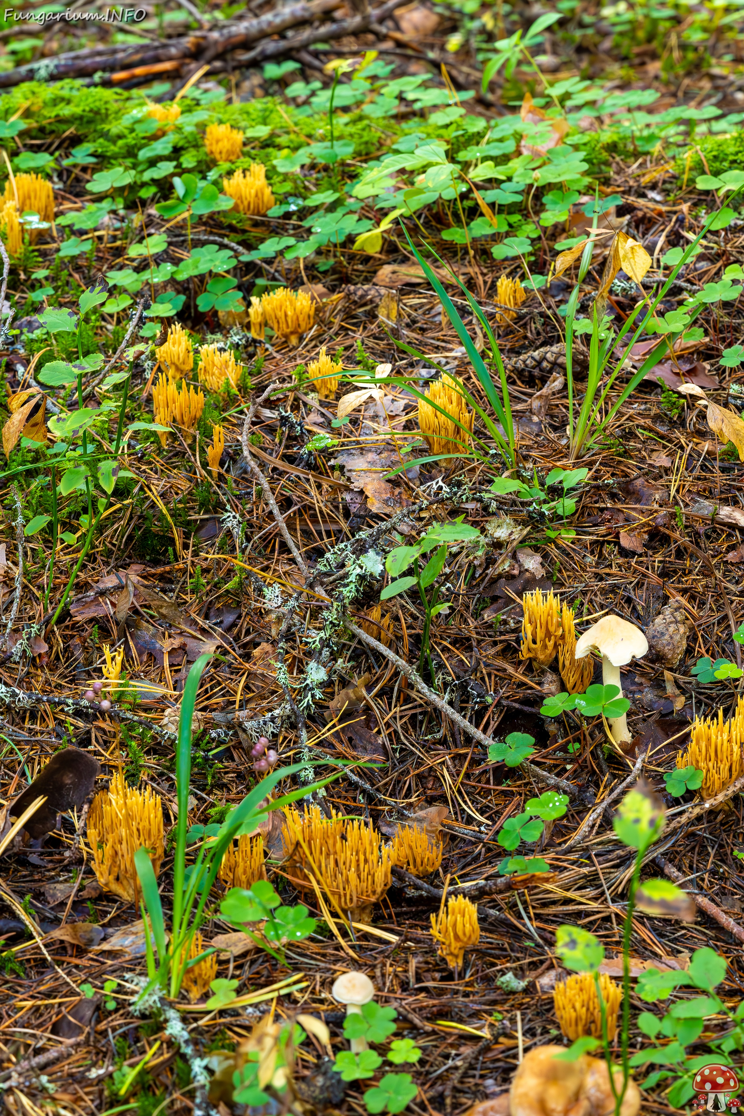 phaeoclavulina-eumorpha_2023-09-14_1-5 