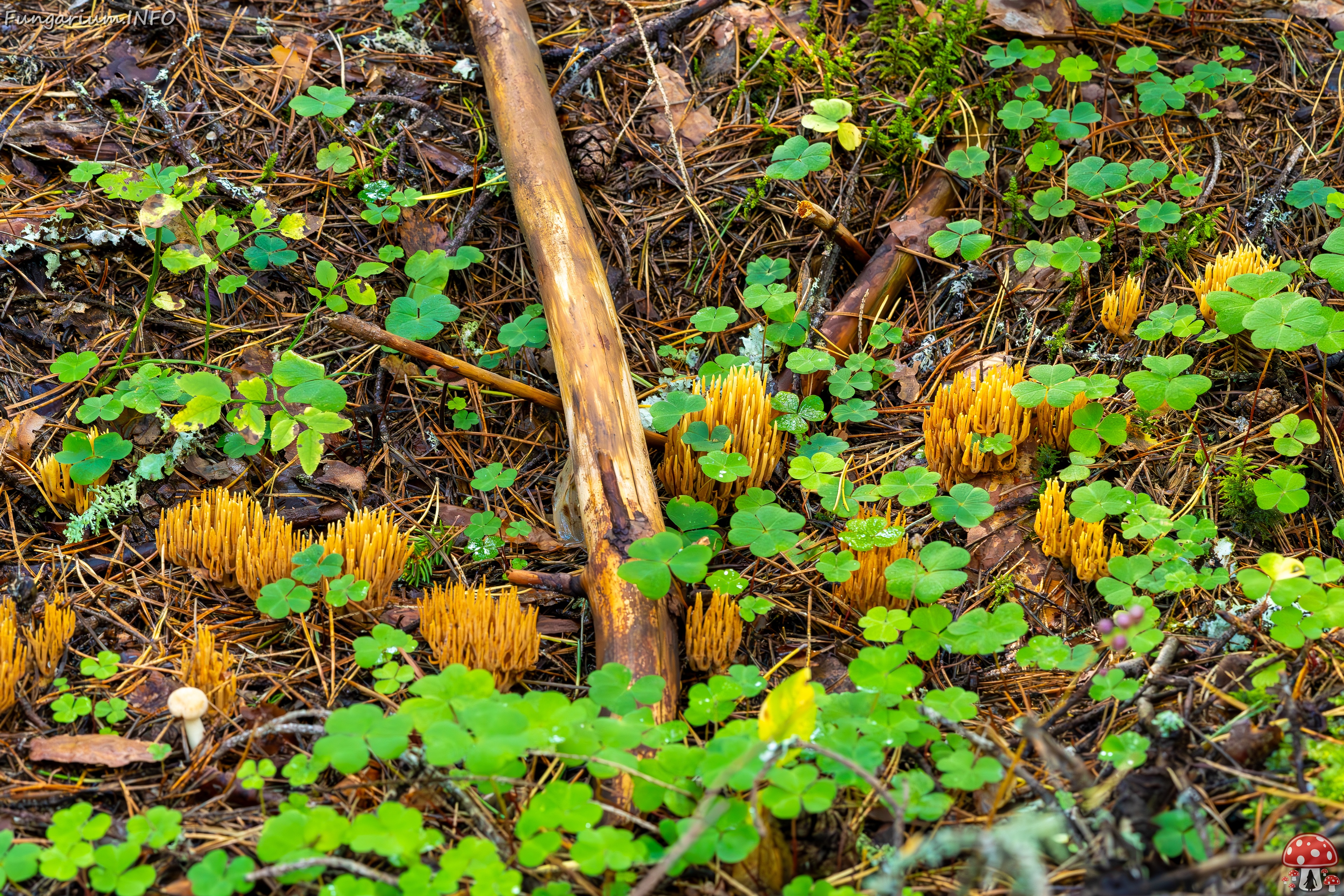 phaeoclavulina-eumorpha_2023-09-14_1-6 