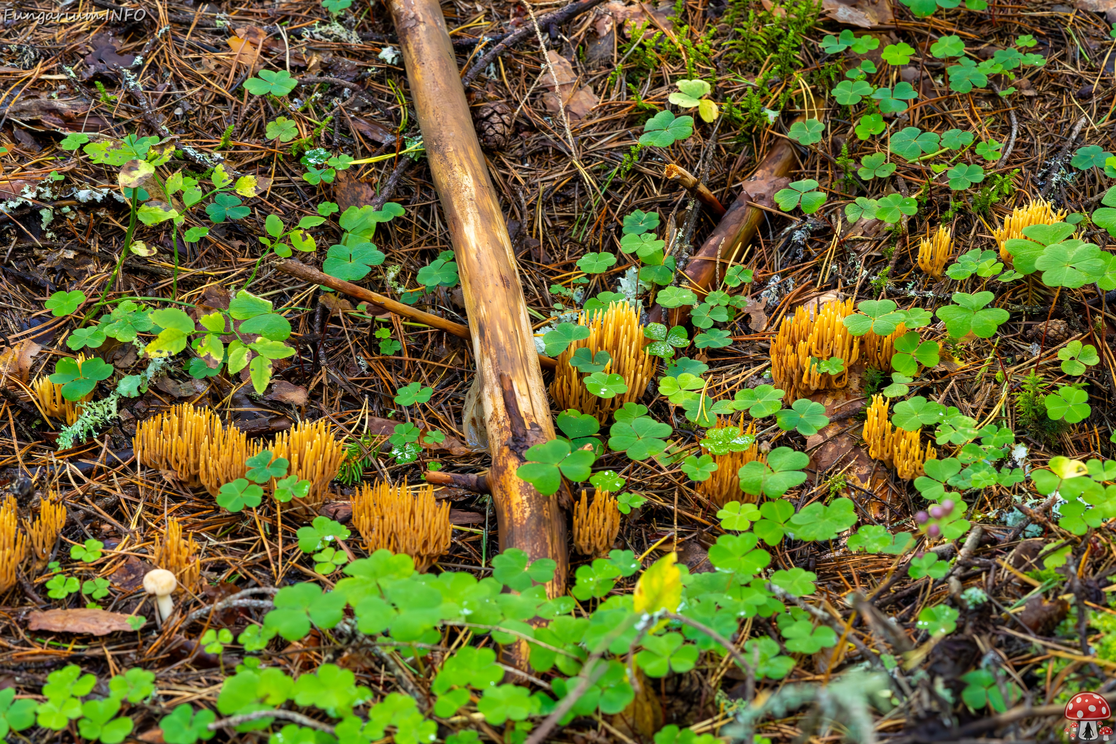 phaeoclavulina-eumorpha_2023-09-14_1-7 