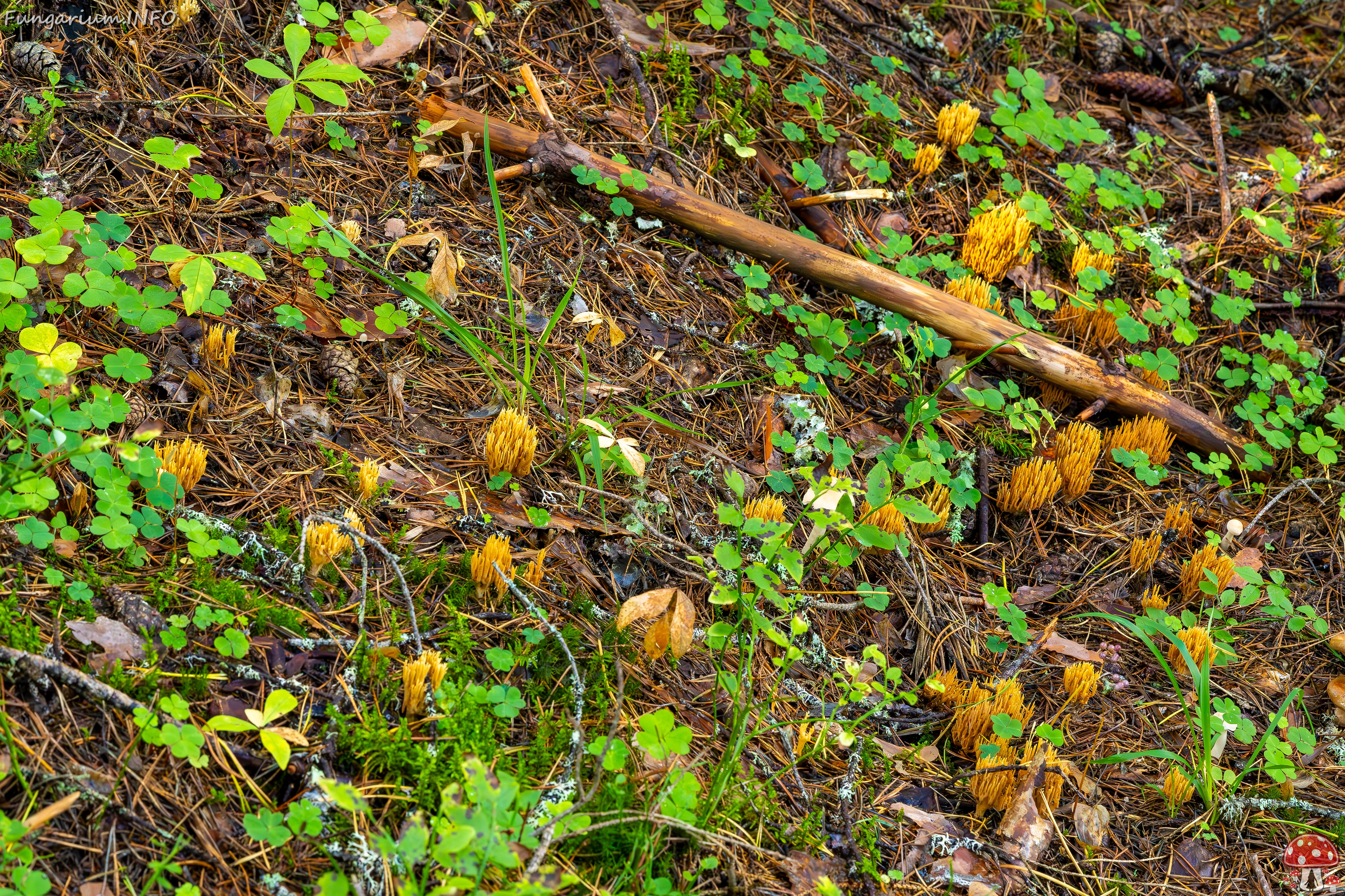 phaeoclavulina-eumorpha_2023-09-14_1-8 