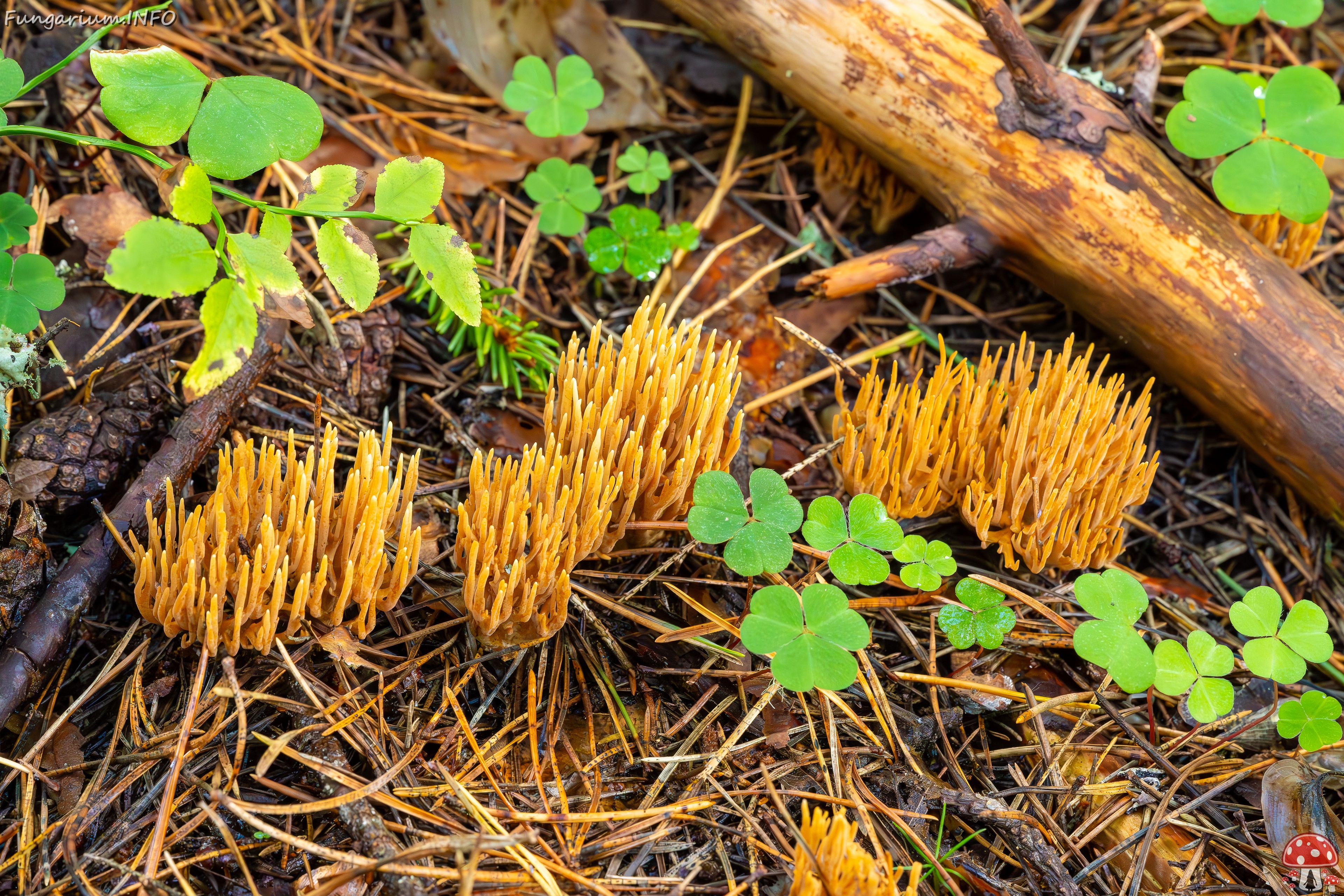 phaeoclavulina-eumorpha_2023-09-14_1-9 