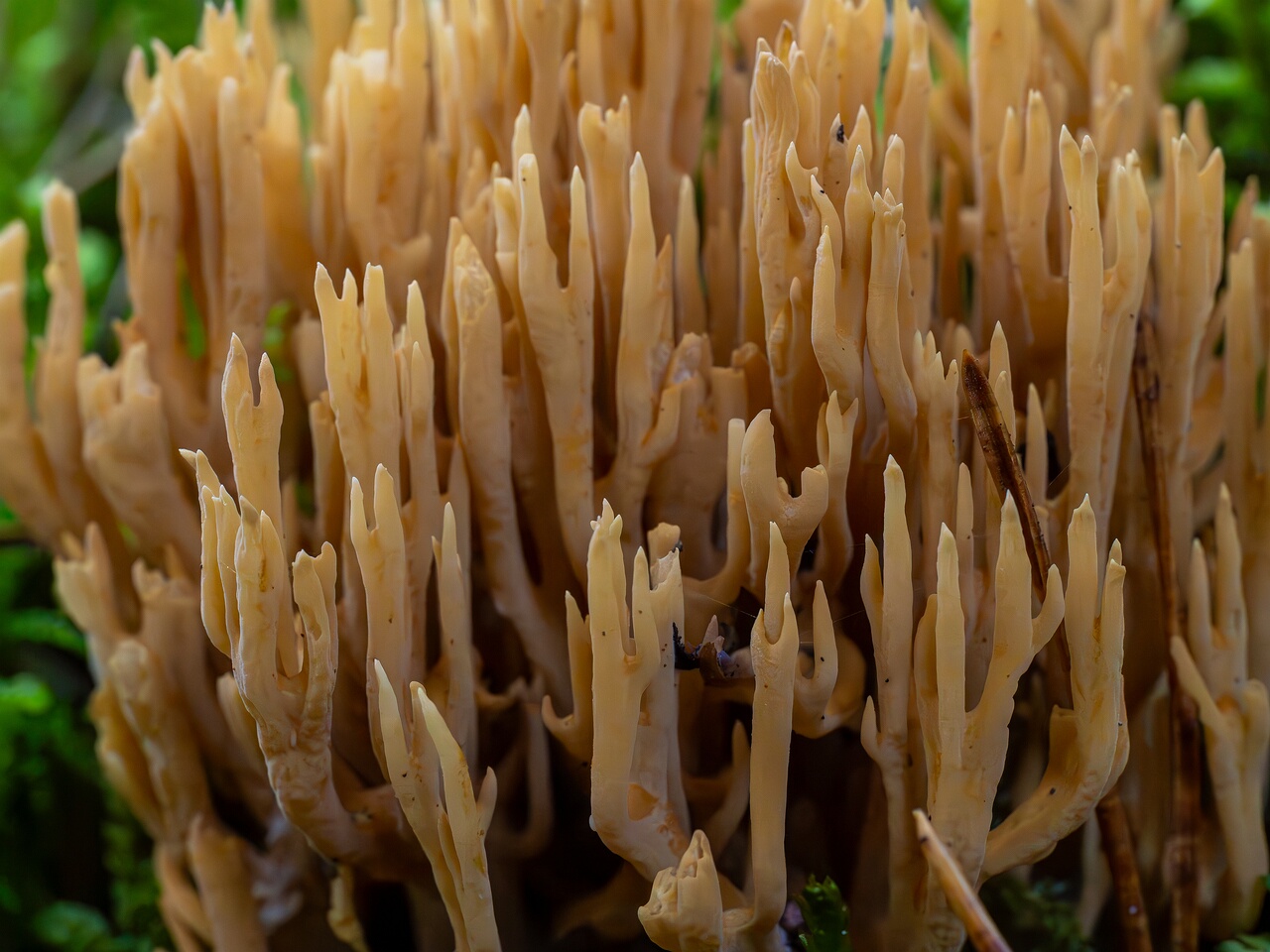 !Phaeoclavulina eumorpha _2026-09-22_1-6