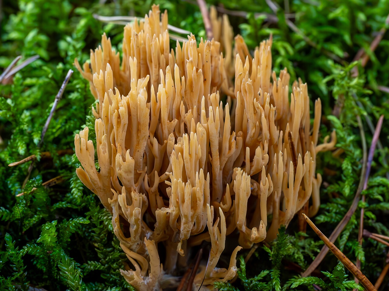 Phaeoclavulina eumorpha _2026-09-22_1-1