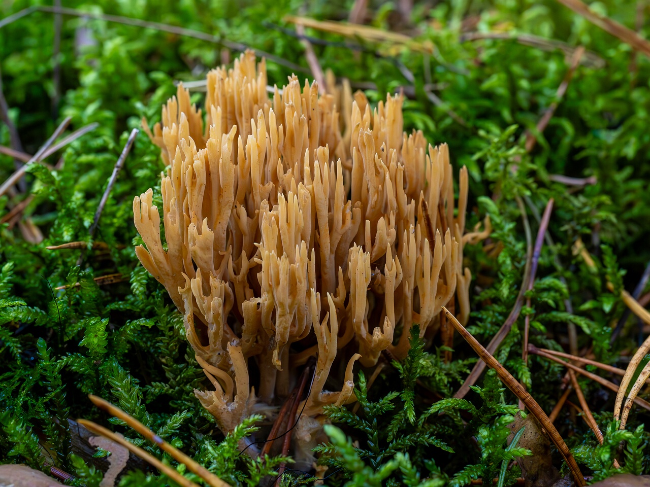 Phaeoclavulina eumorpha _2026-09-22_1-2