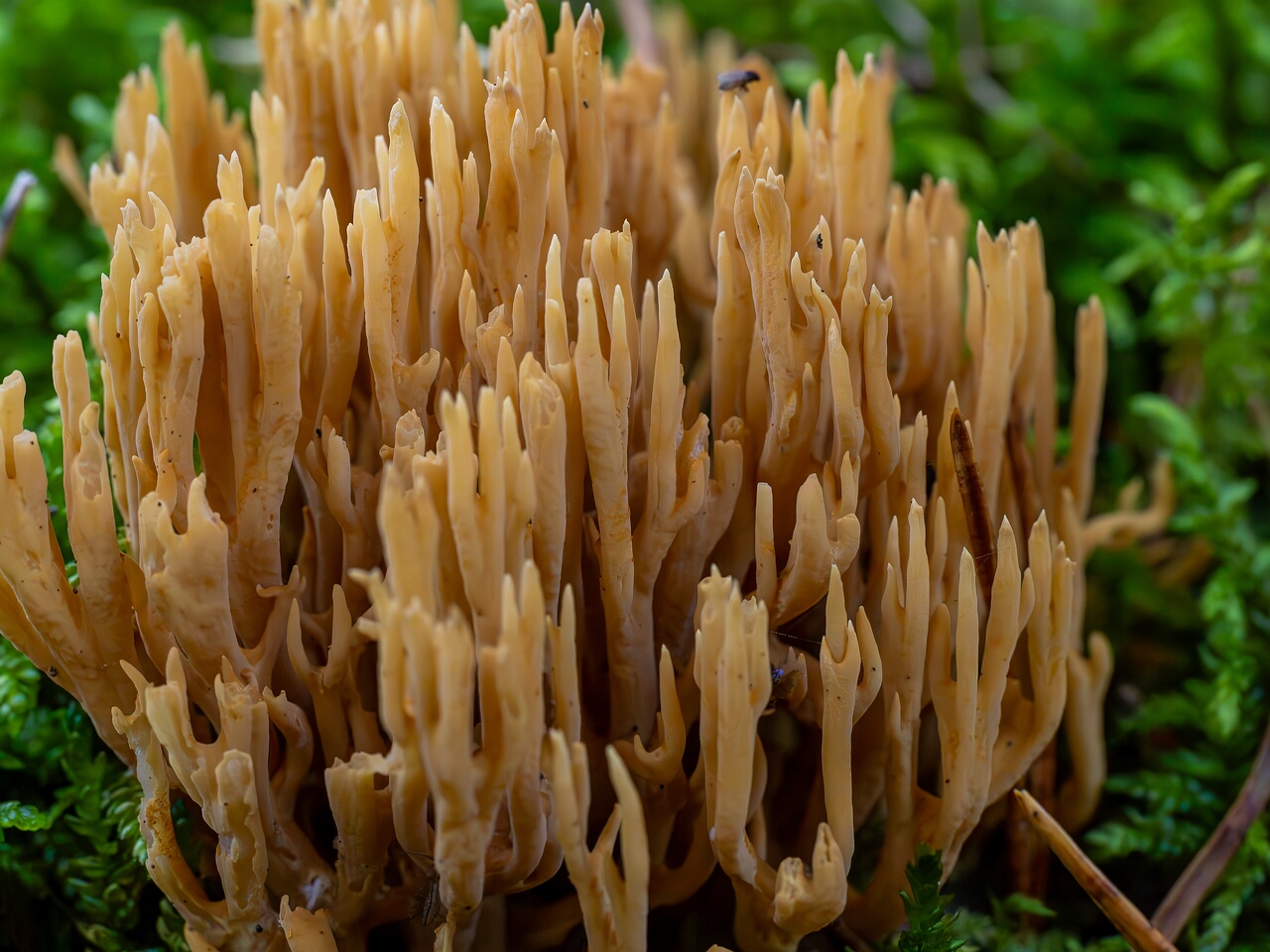 Phaeoclavulina eumorpha _2026-09-22_1-3