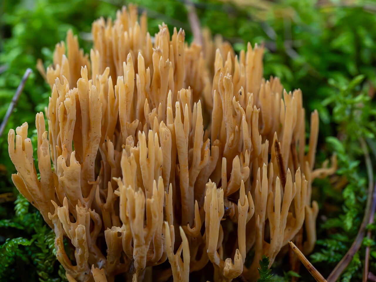 Phaeoclavulina eumorpha _2026-09-22_1-4