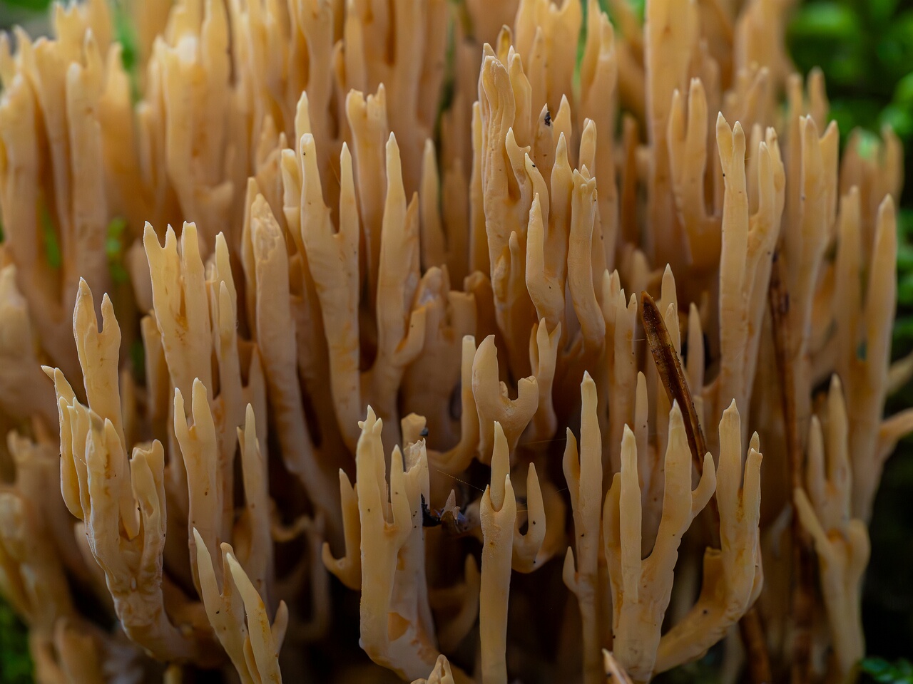Phaeoclavulina eumorpha _2026-09-22_1-5