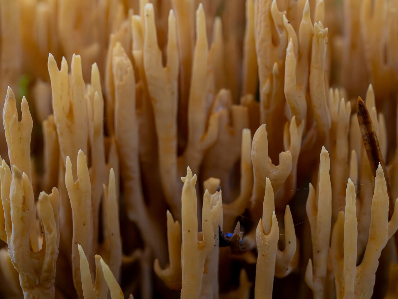Phaeoclavulina eumorpha _2026-09-22_1-7
