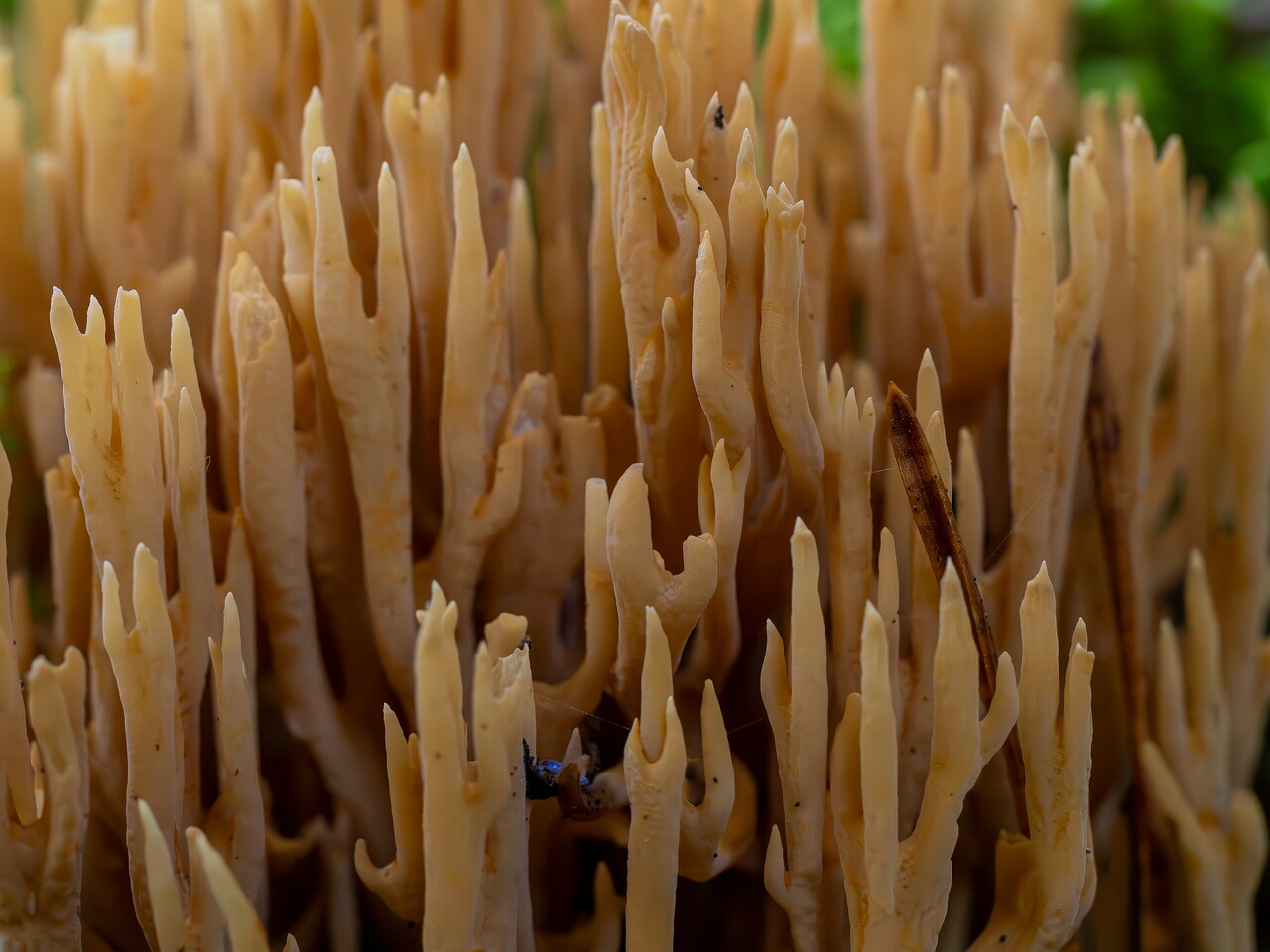 Phaeoclavulina eumorpha _2026-09-22_1-8