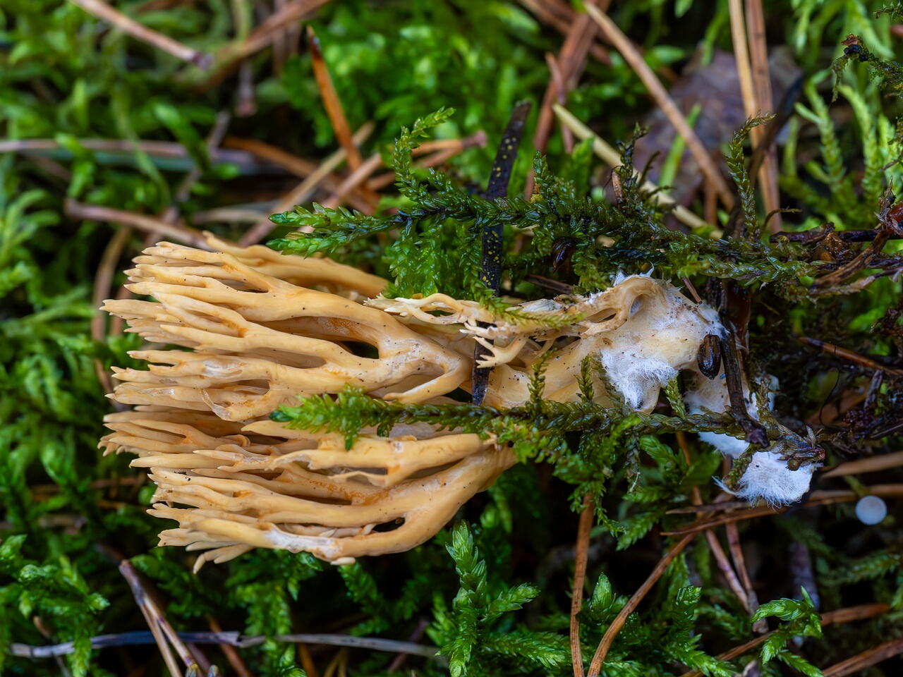 Phaeoclavulina eumorpha _2026-09-22_1-9