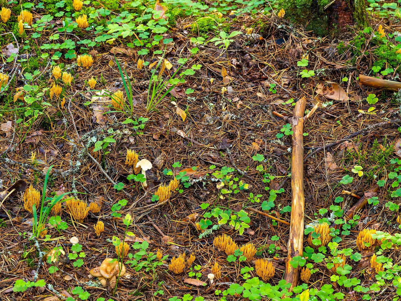phaeoclavulina-eumorpha_2023-09-14_1-1
