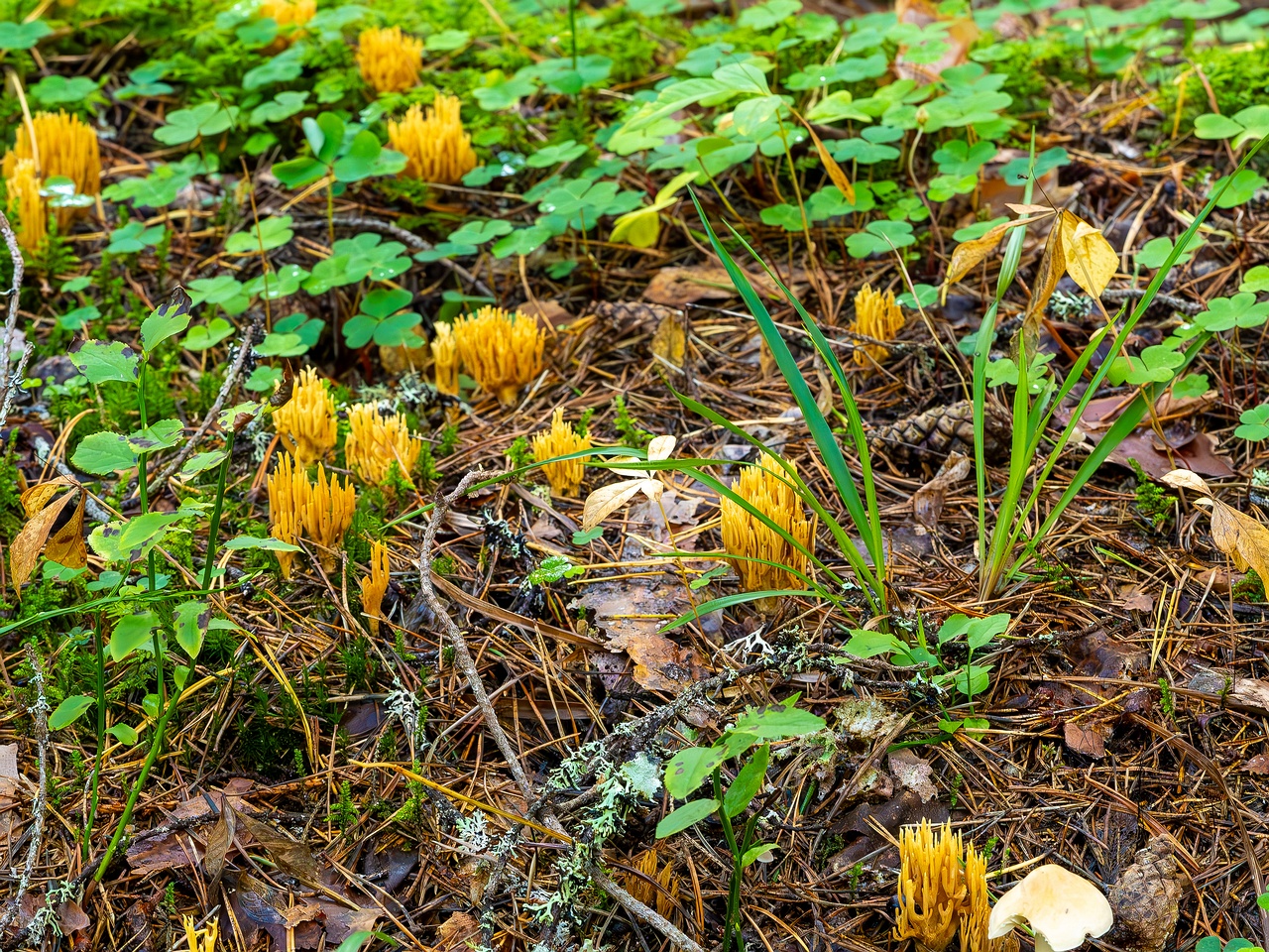 phaeoclavulina-eumorpha_2023-09-14_1-3